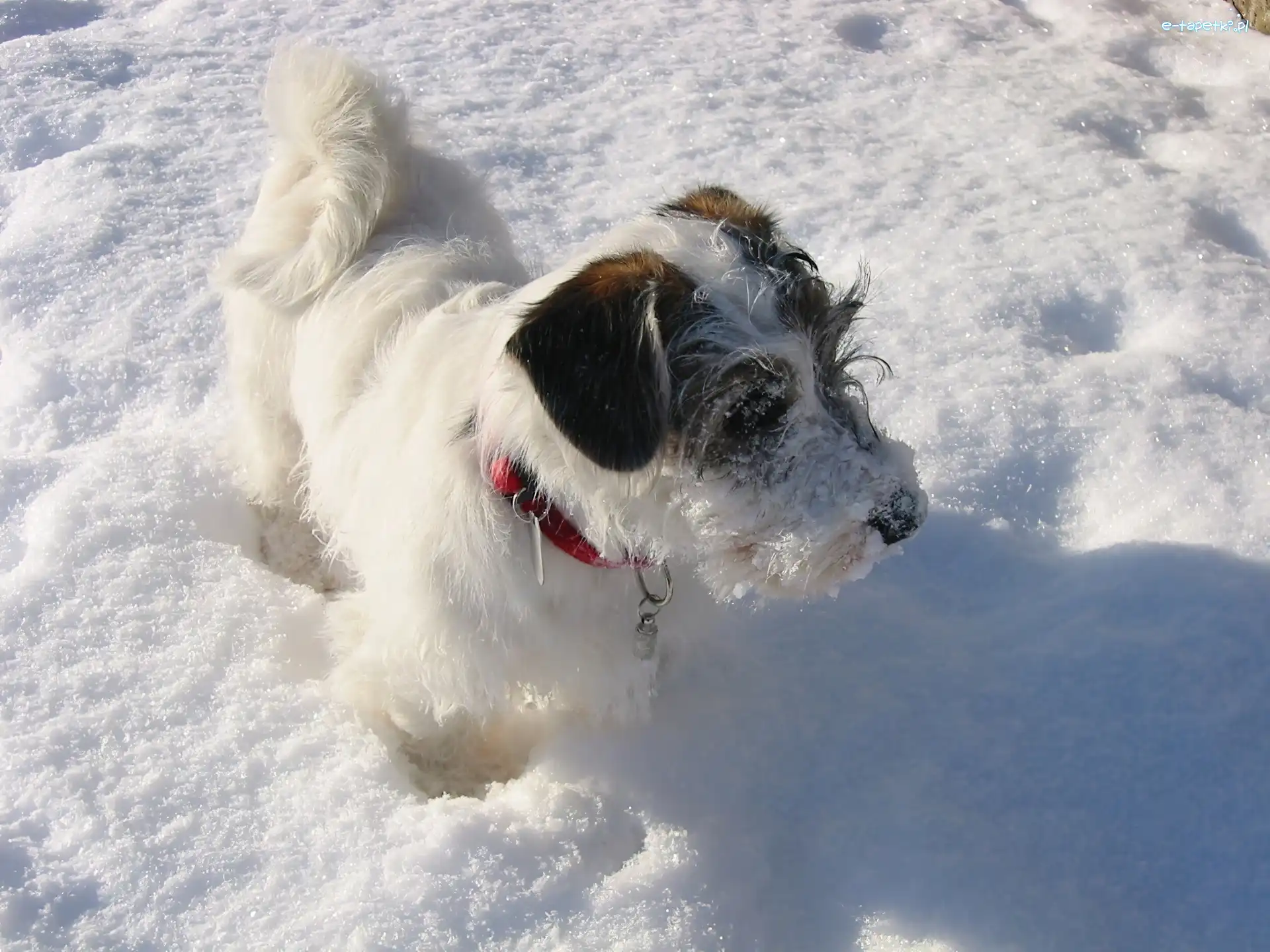 śnieg, obroża, czerwona, Sealyham Terrier