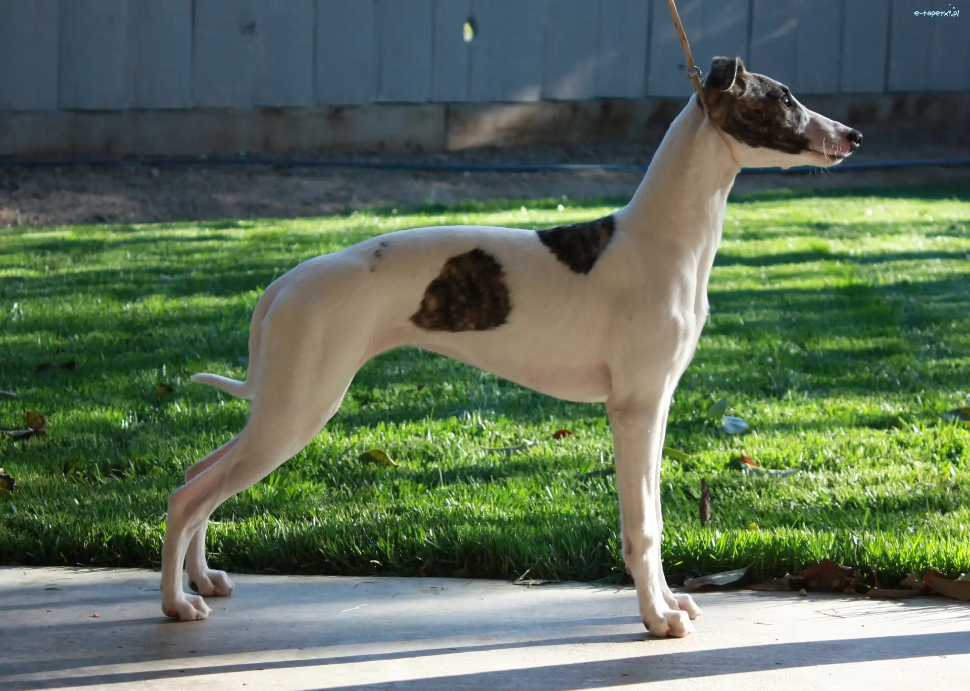 trawa, Whippet