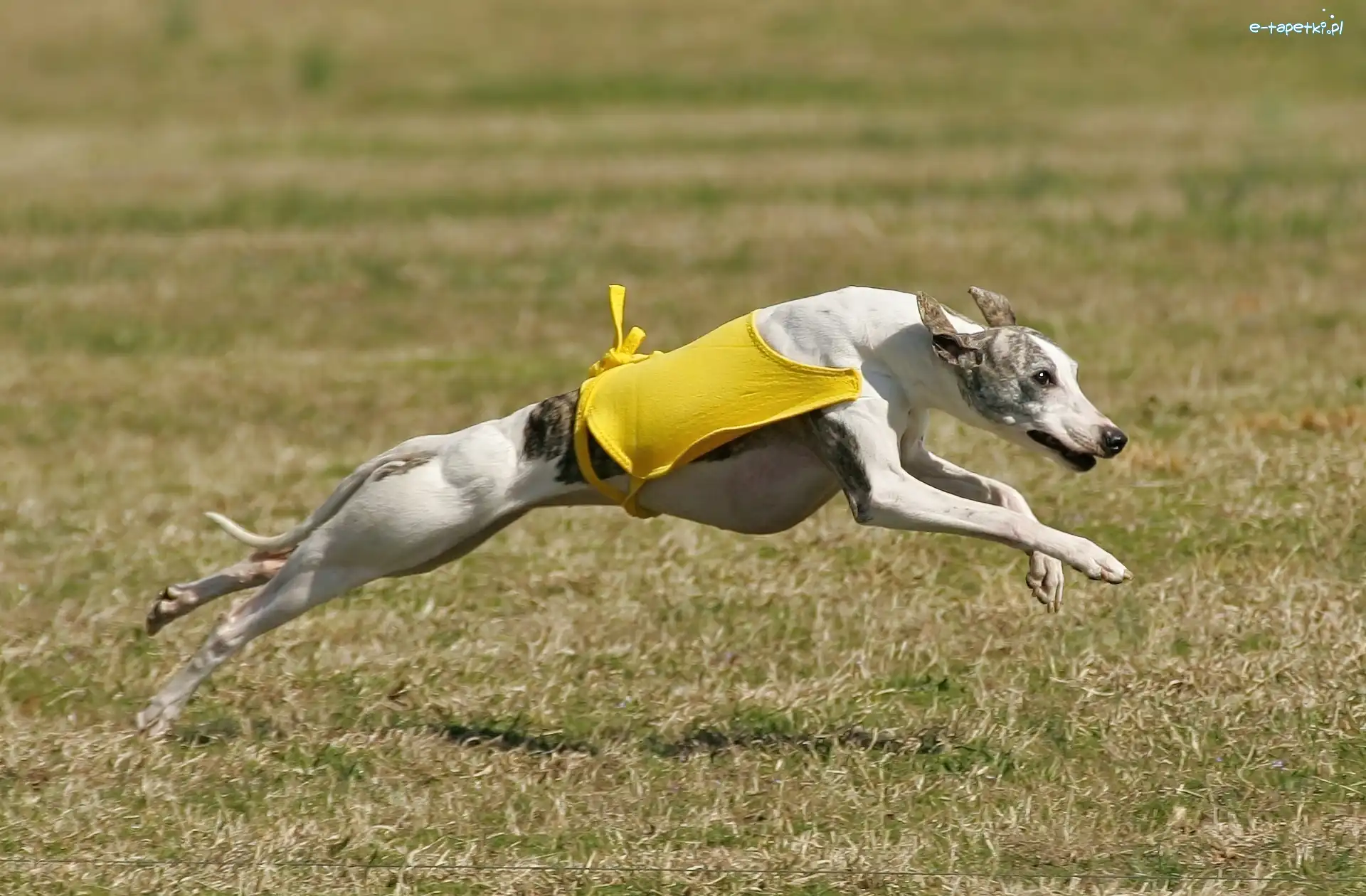 ubranko, żółte, Whippet