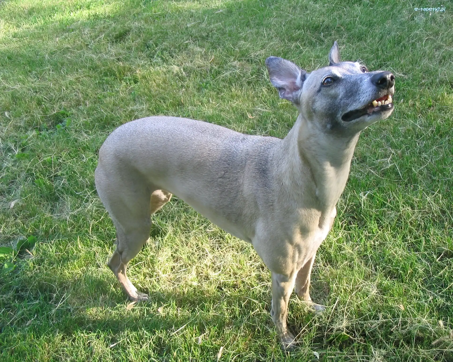 Whippet, szary