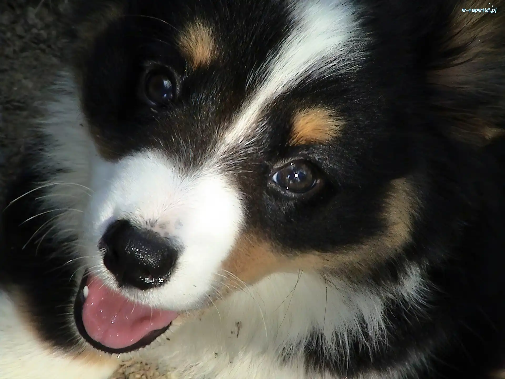 Welsh corgi cardigan, pysk