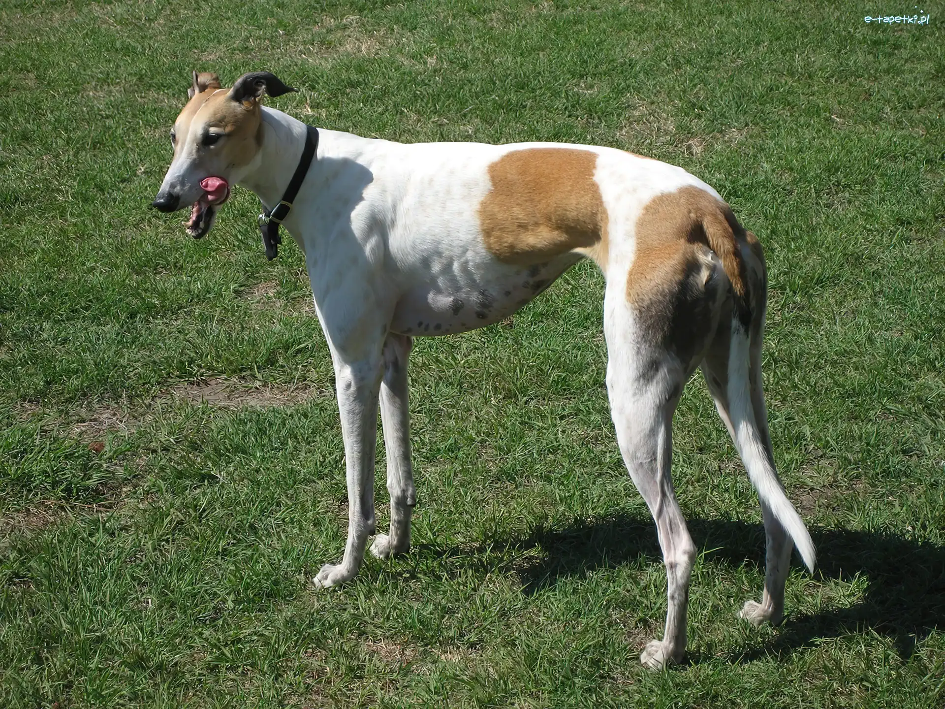 trawa, zielona, Greyhound