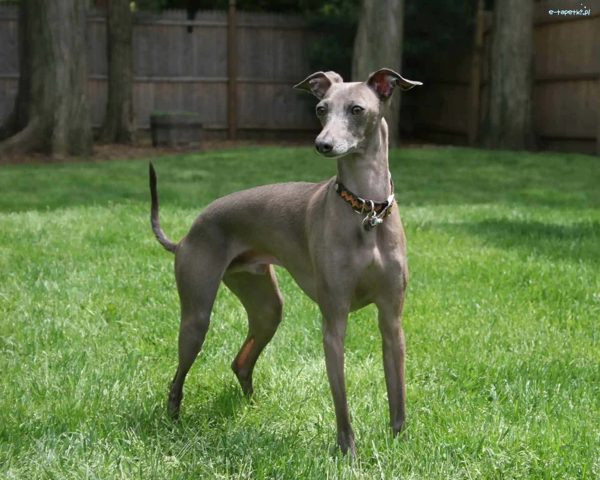 obroża, Greyhound