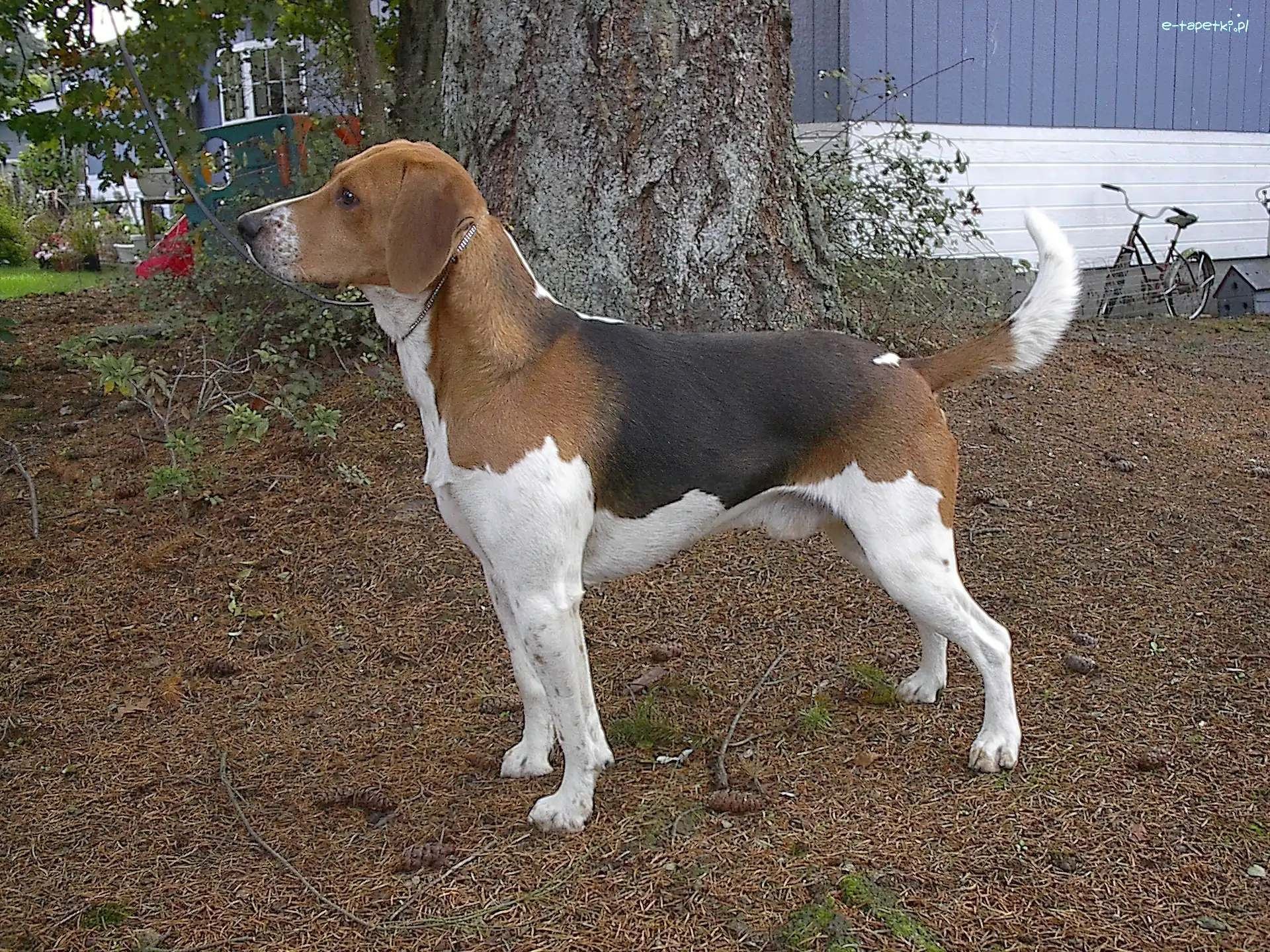rower, drzewo, Beagle Harrier