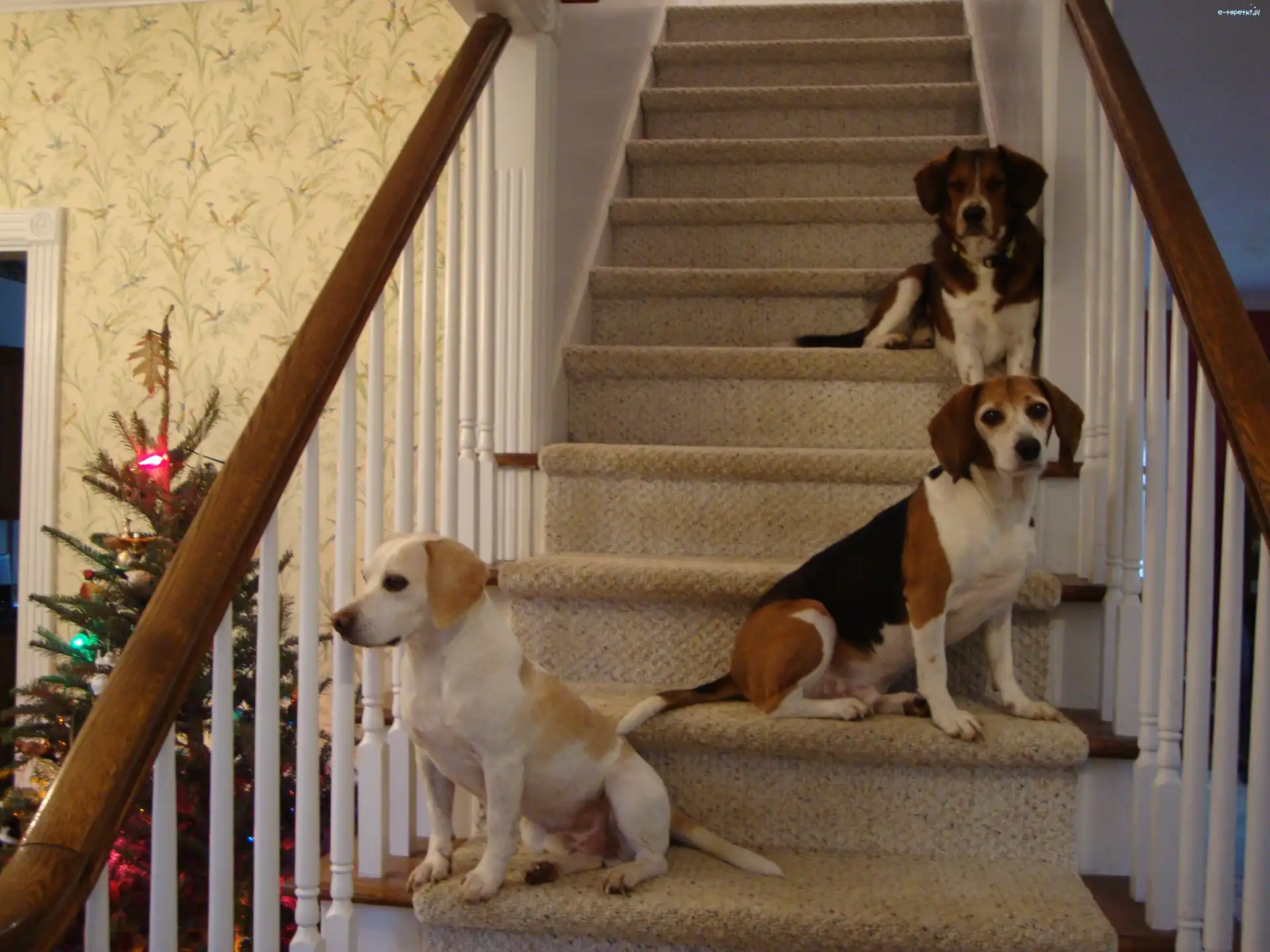 Beagle Harriery, choinka, schody, trzy