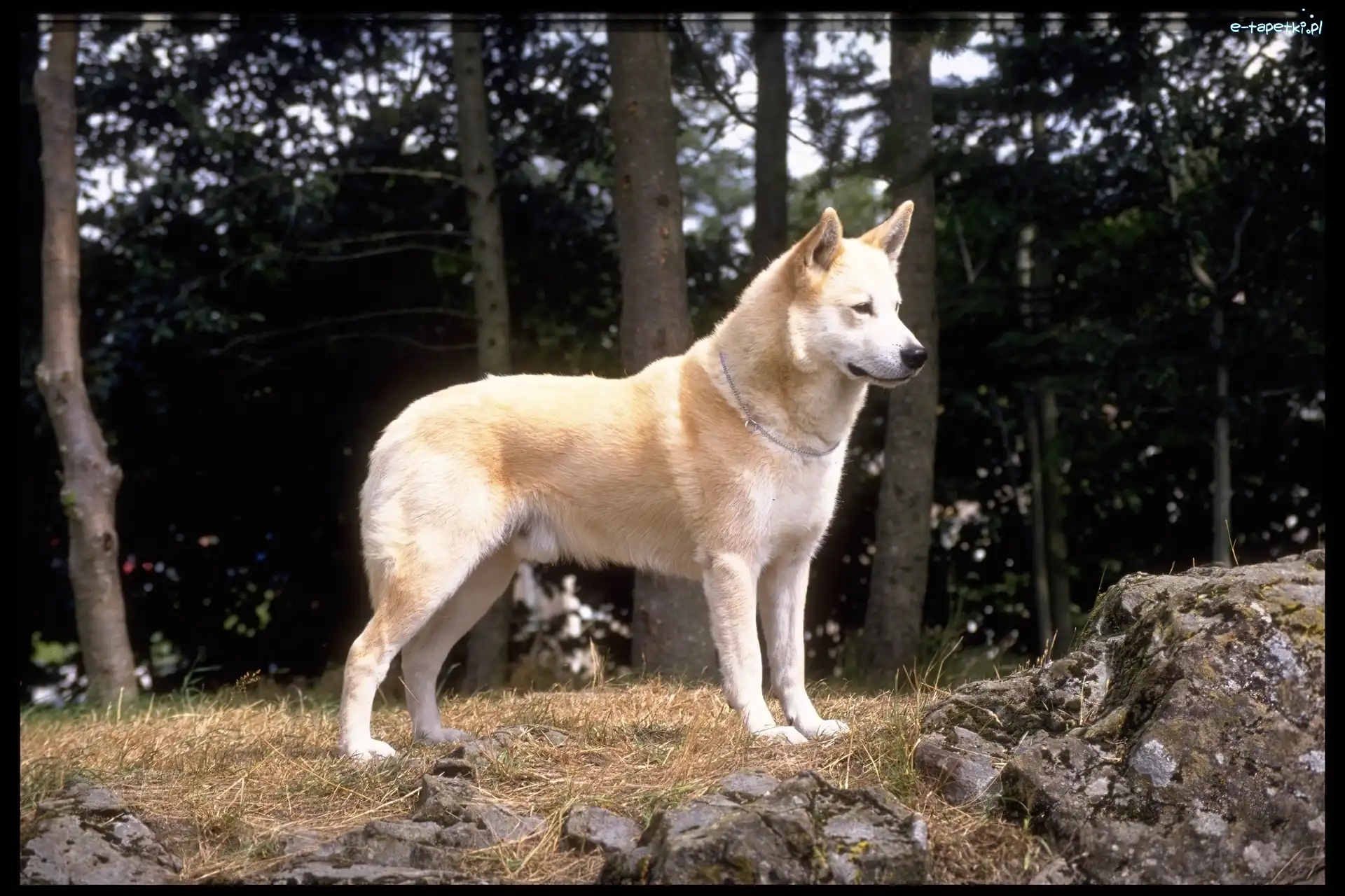 las, Hokkaido