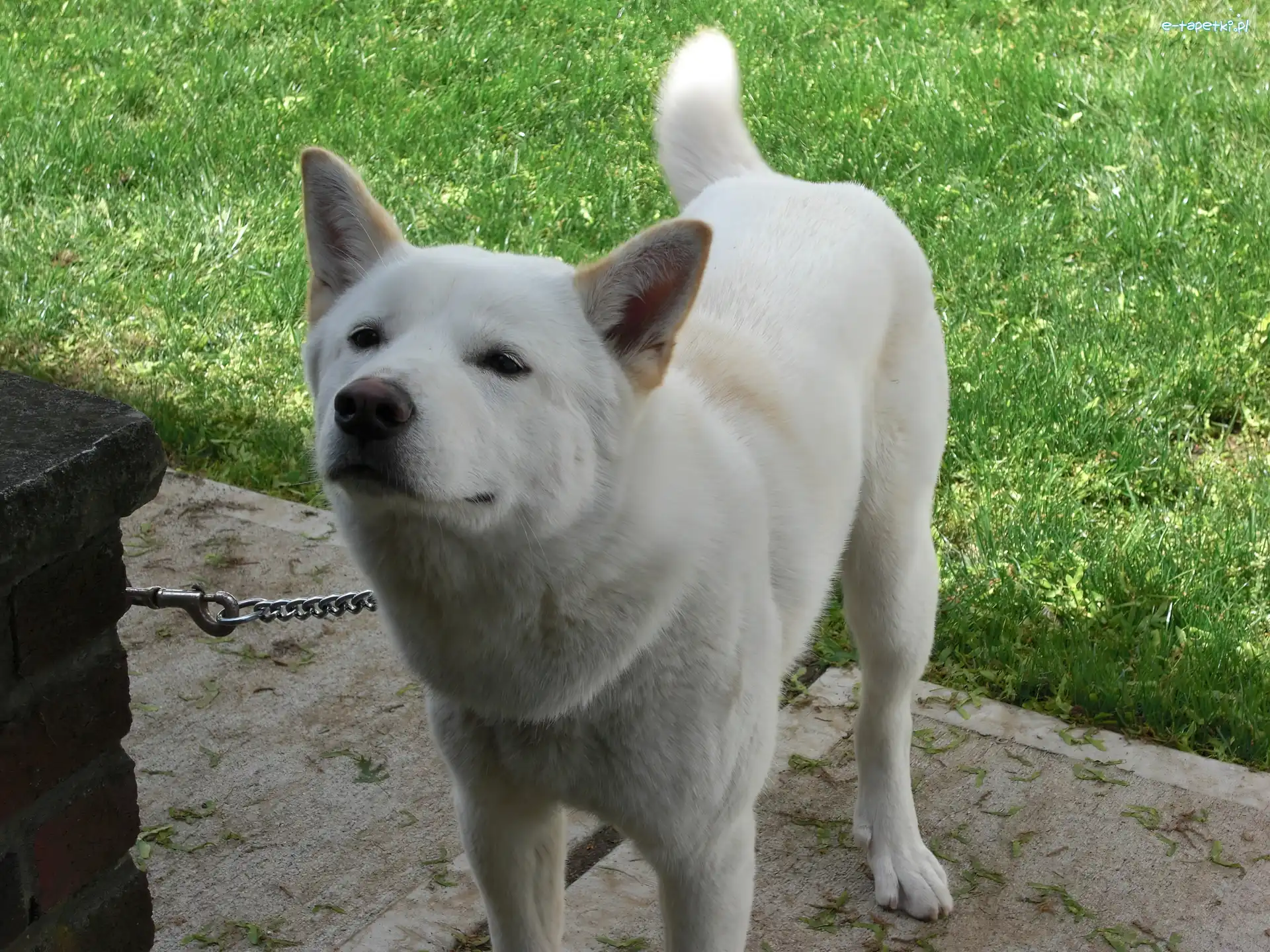 łańcuch, Jindo