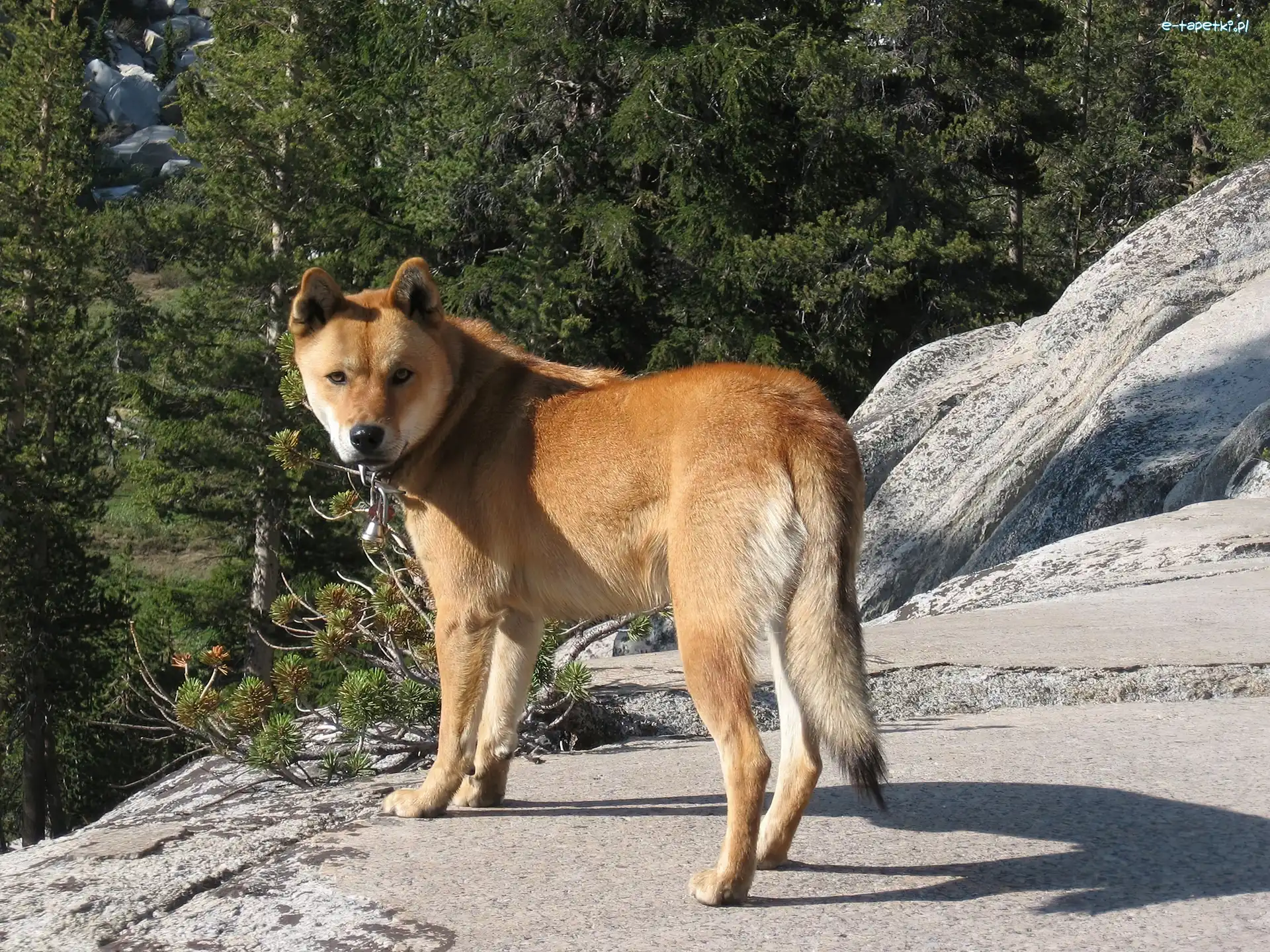skały, Jindo