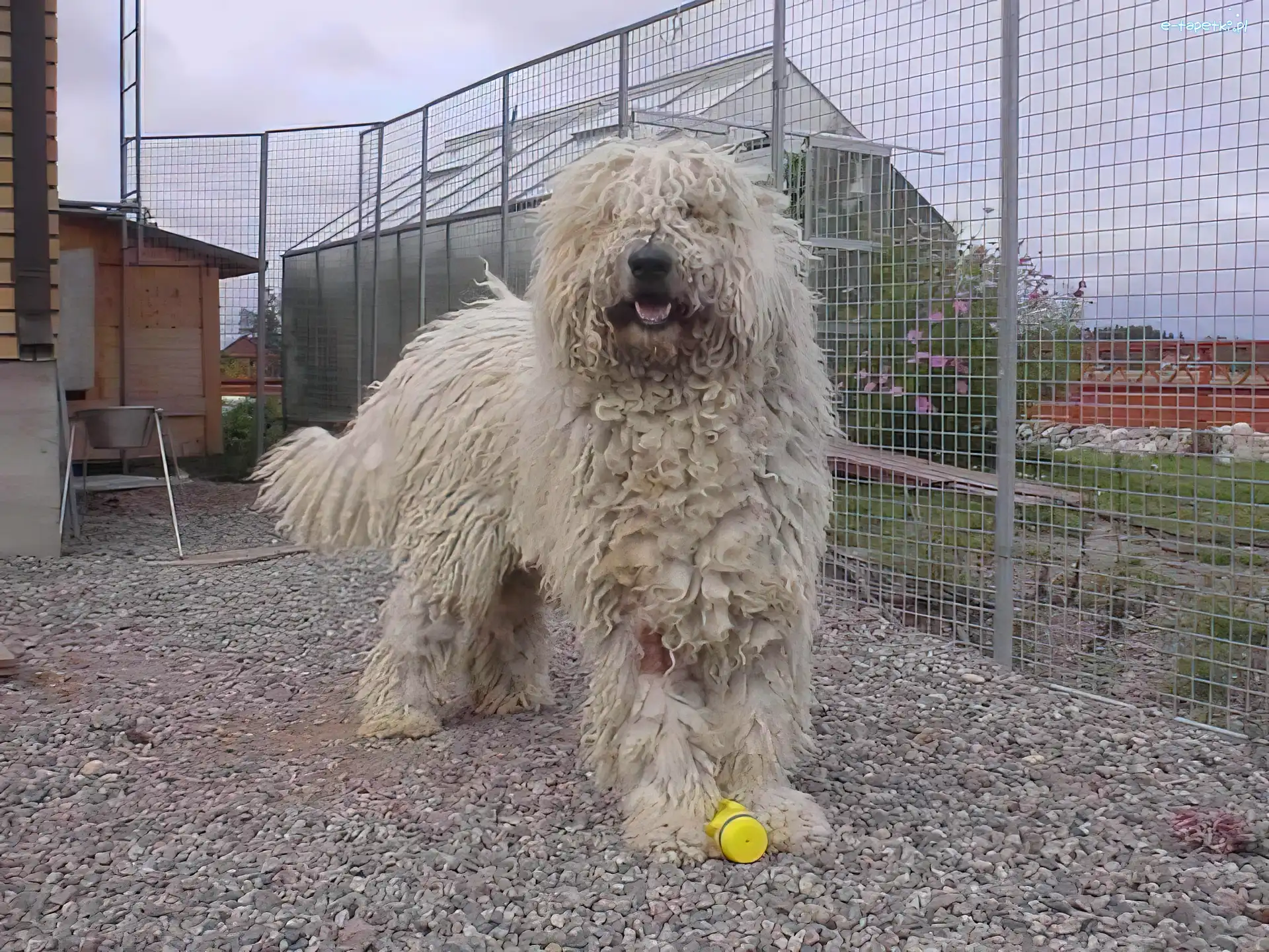 płot, wysoki, Komondor
