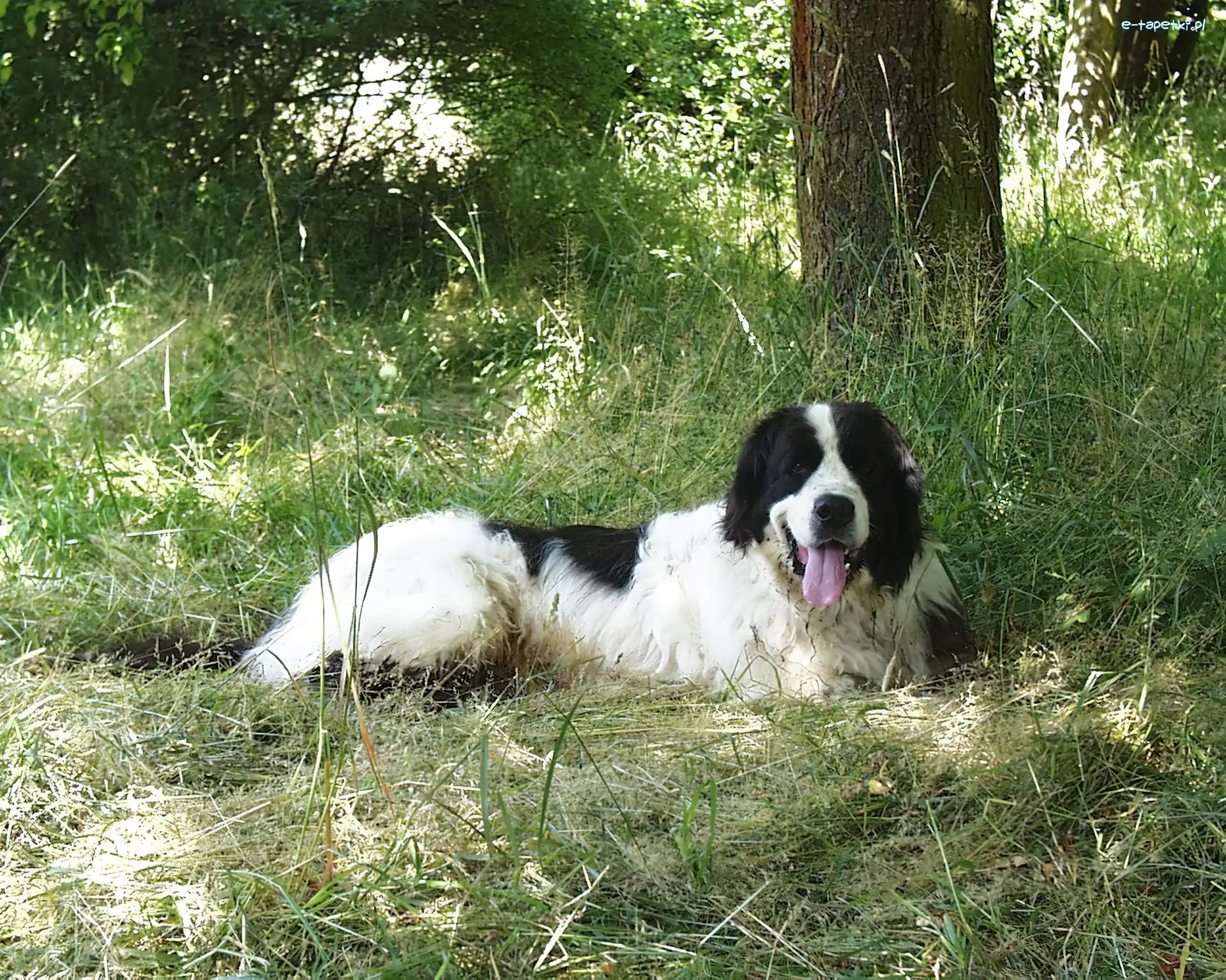 Landseer, leżący