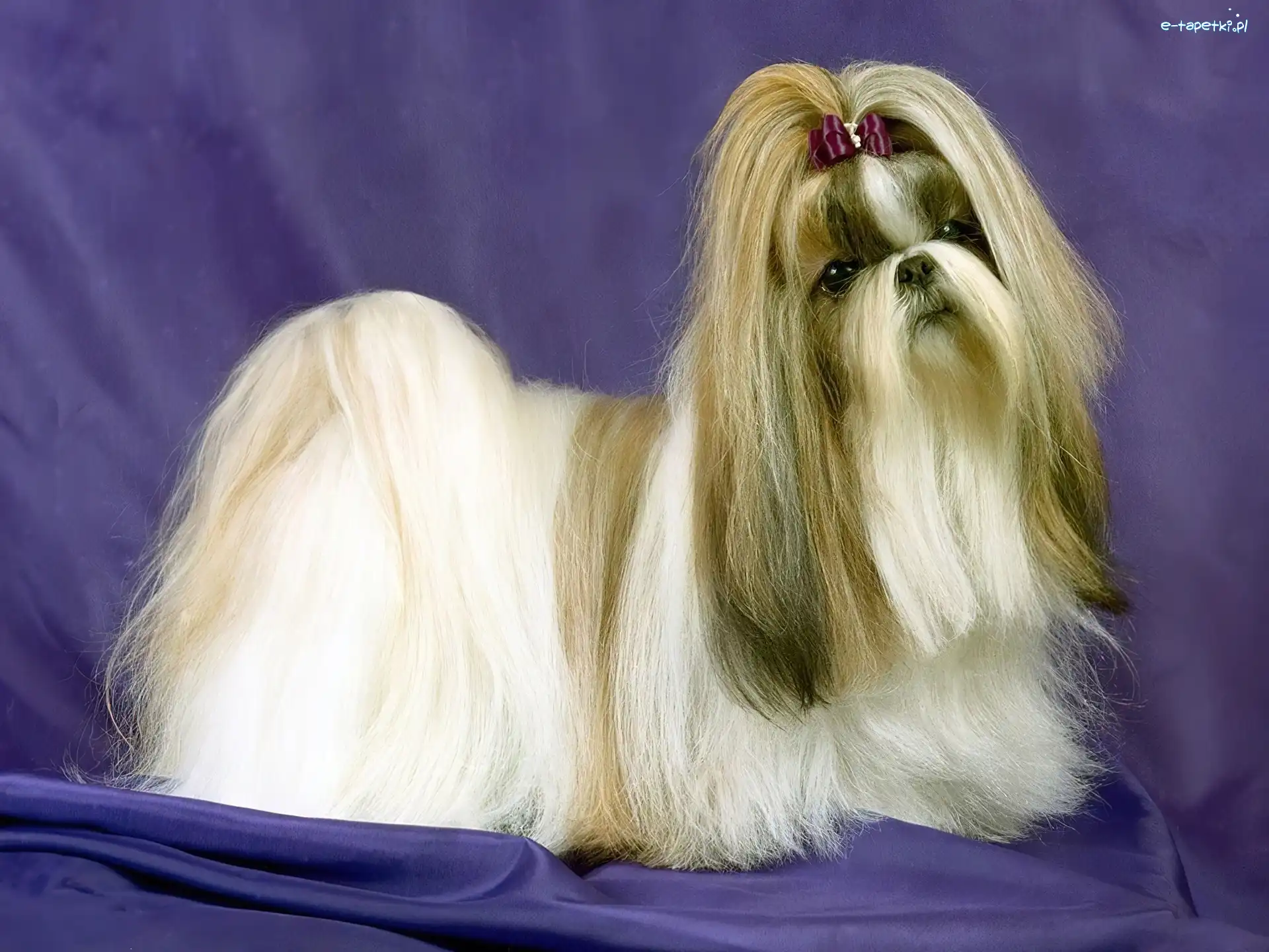 kucyk, Lhasa Apso