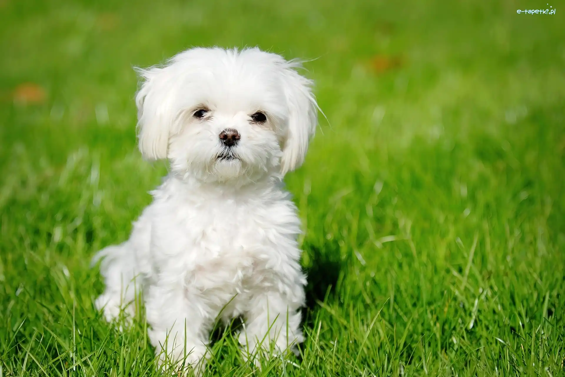 słodki, Maltese, Maltańczyk, trawa, soczysta