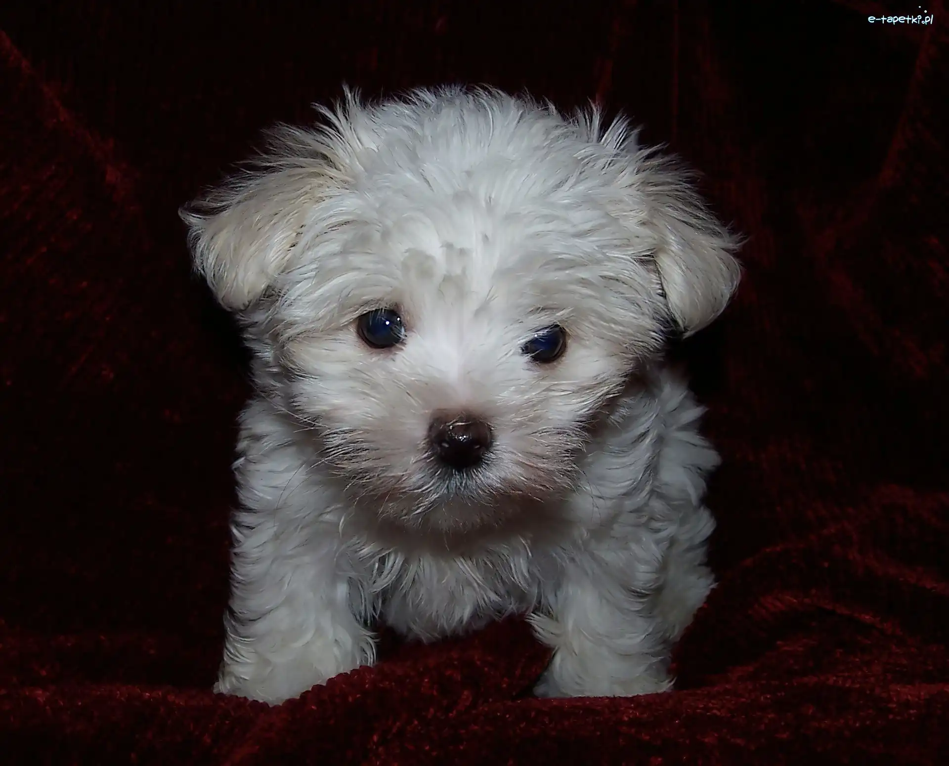 Szczeniak, Maltese, Maltańczyk