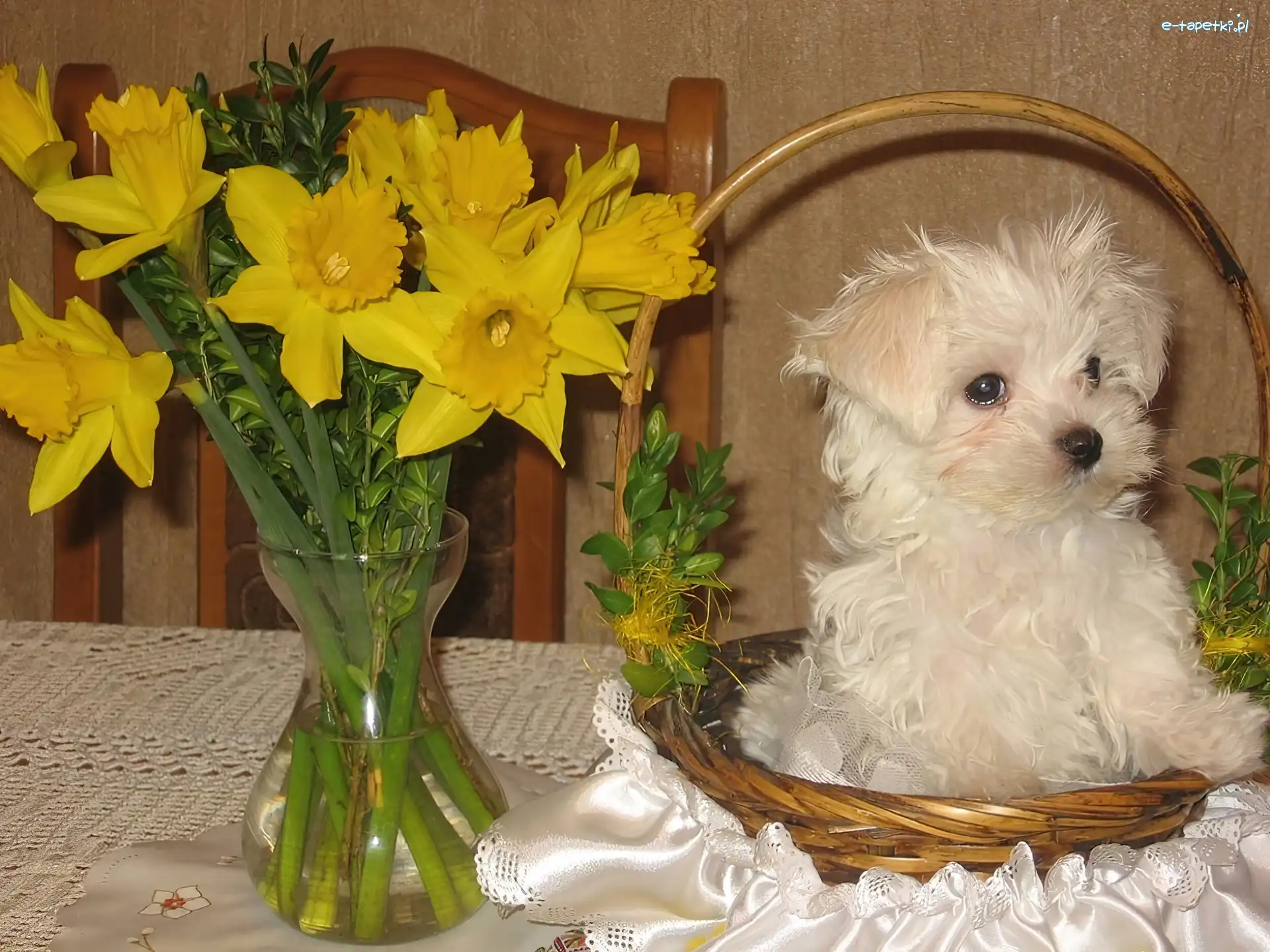 Maltańczyk, koszyk, Maltese, kwiaty, żółte