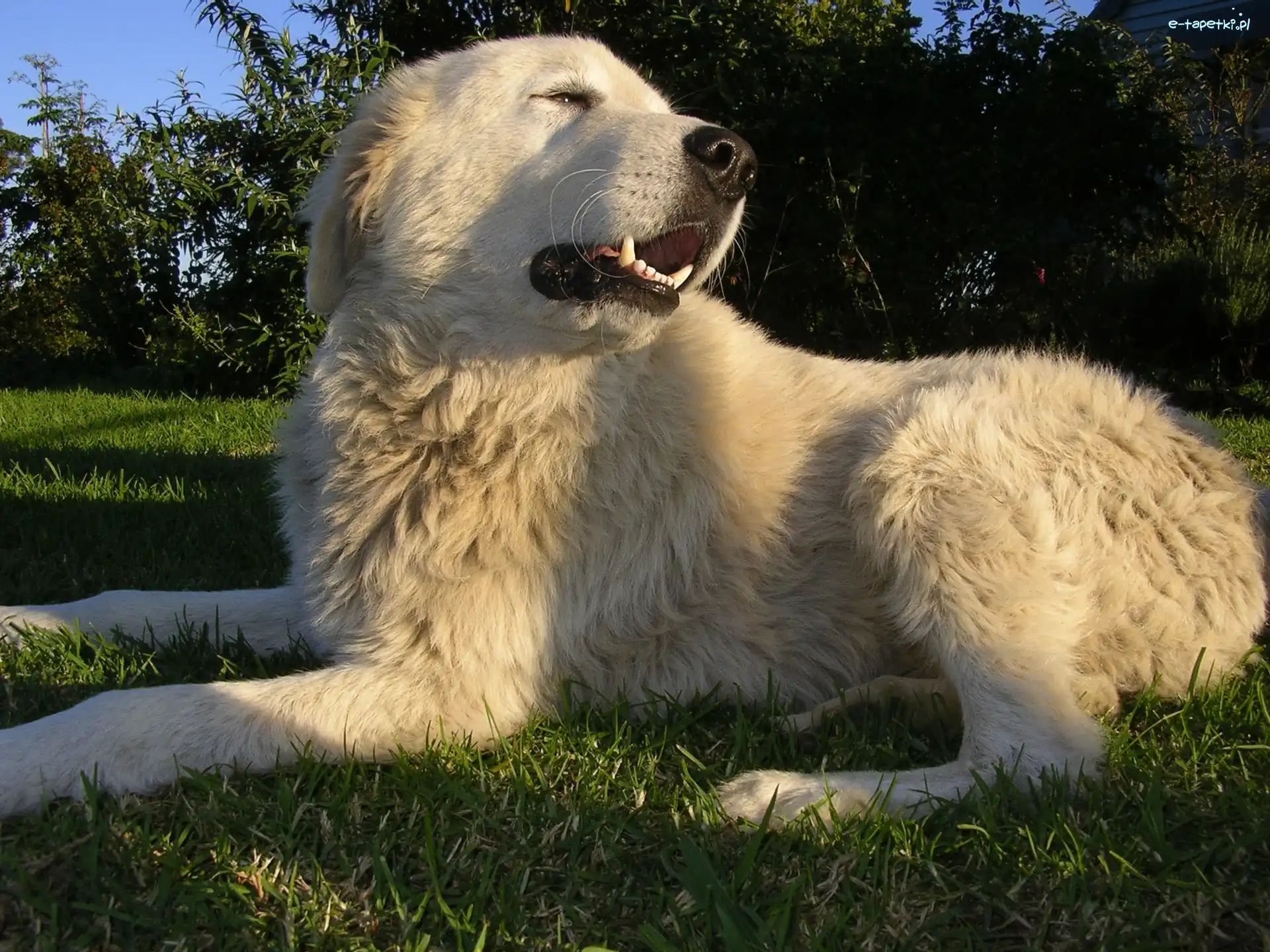 kły, Maremmano-abruzzese