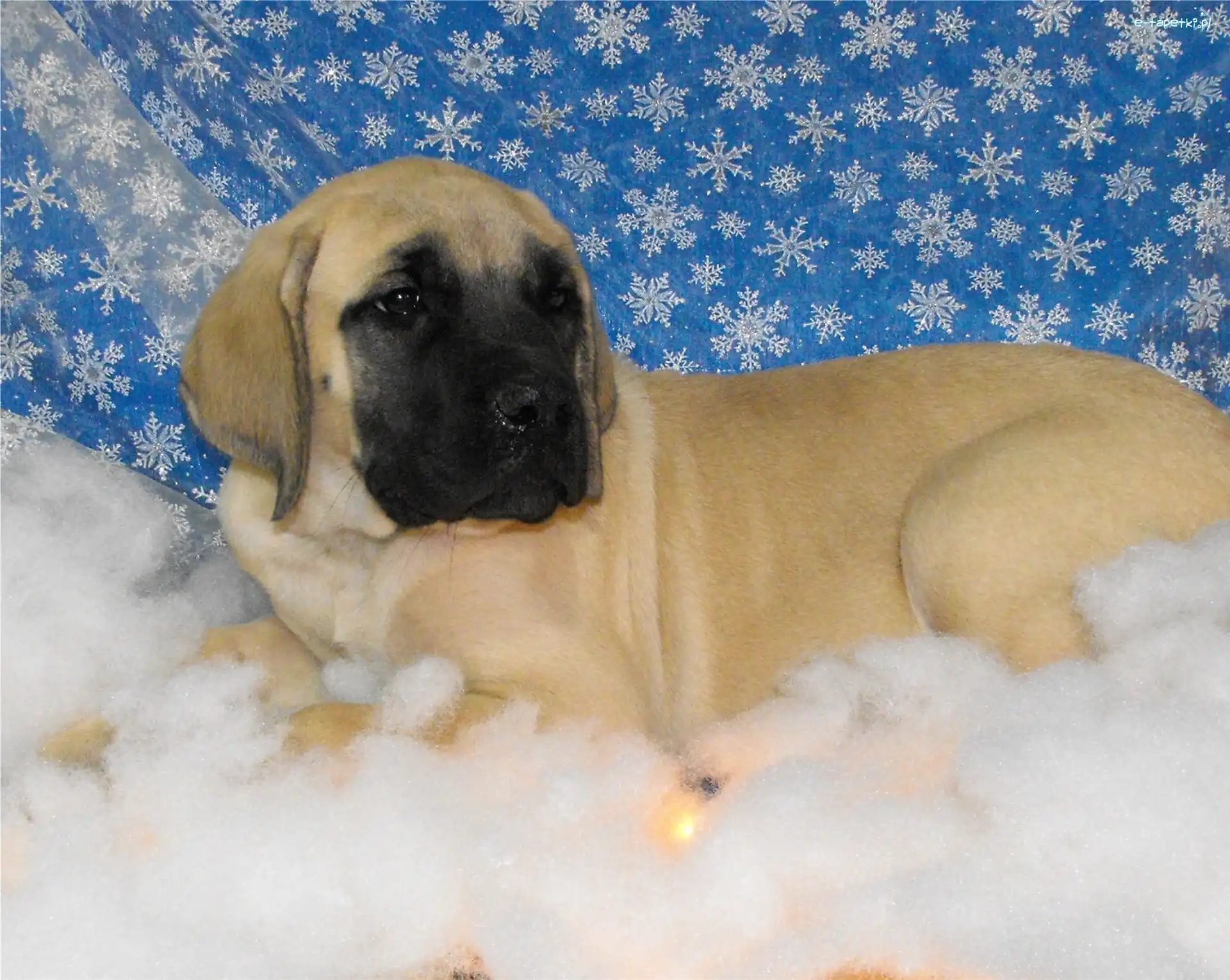 Mastiff, Mastif angielski