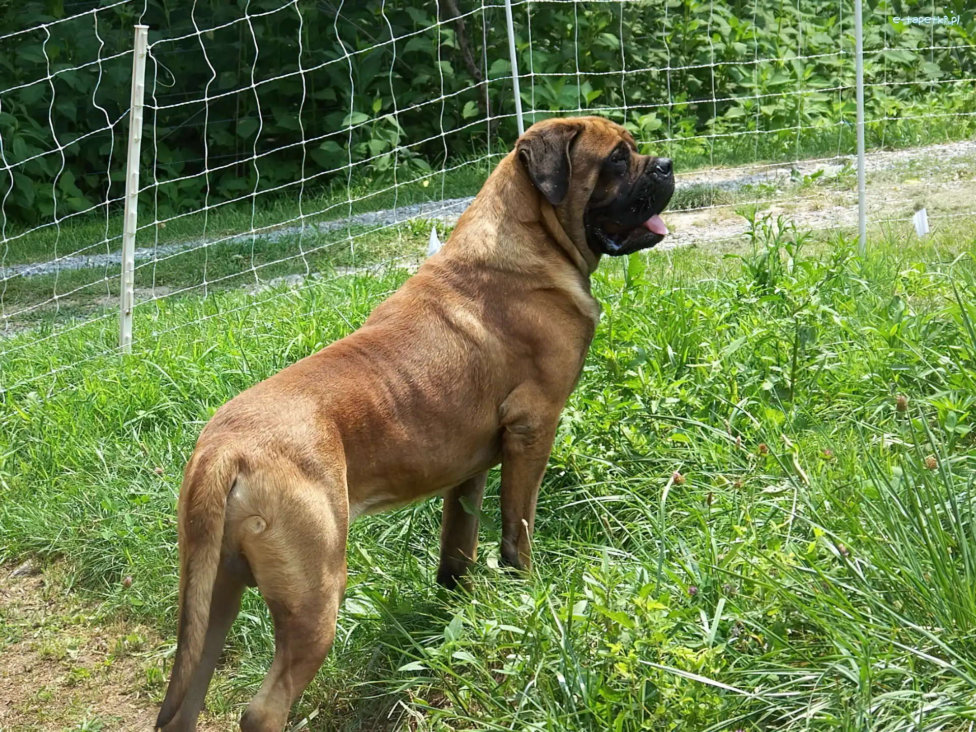 Mastiff, trawa, zielona, Mastif angielski