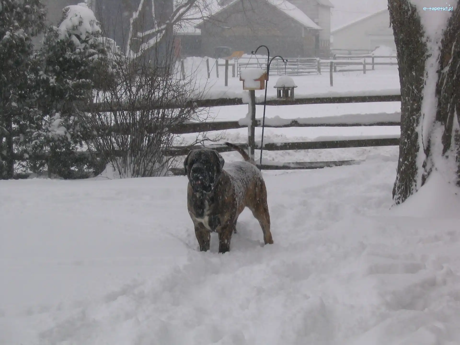 Mastiff, Mastif angielski, ośnieżony