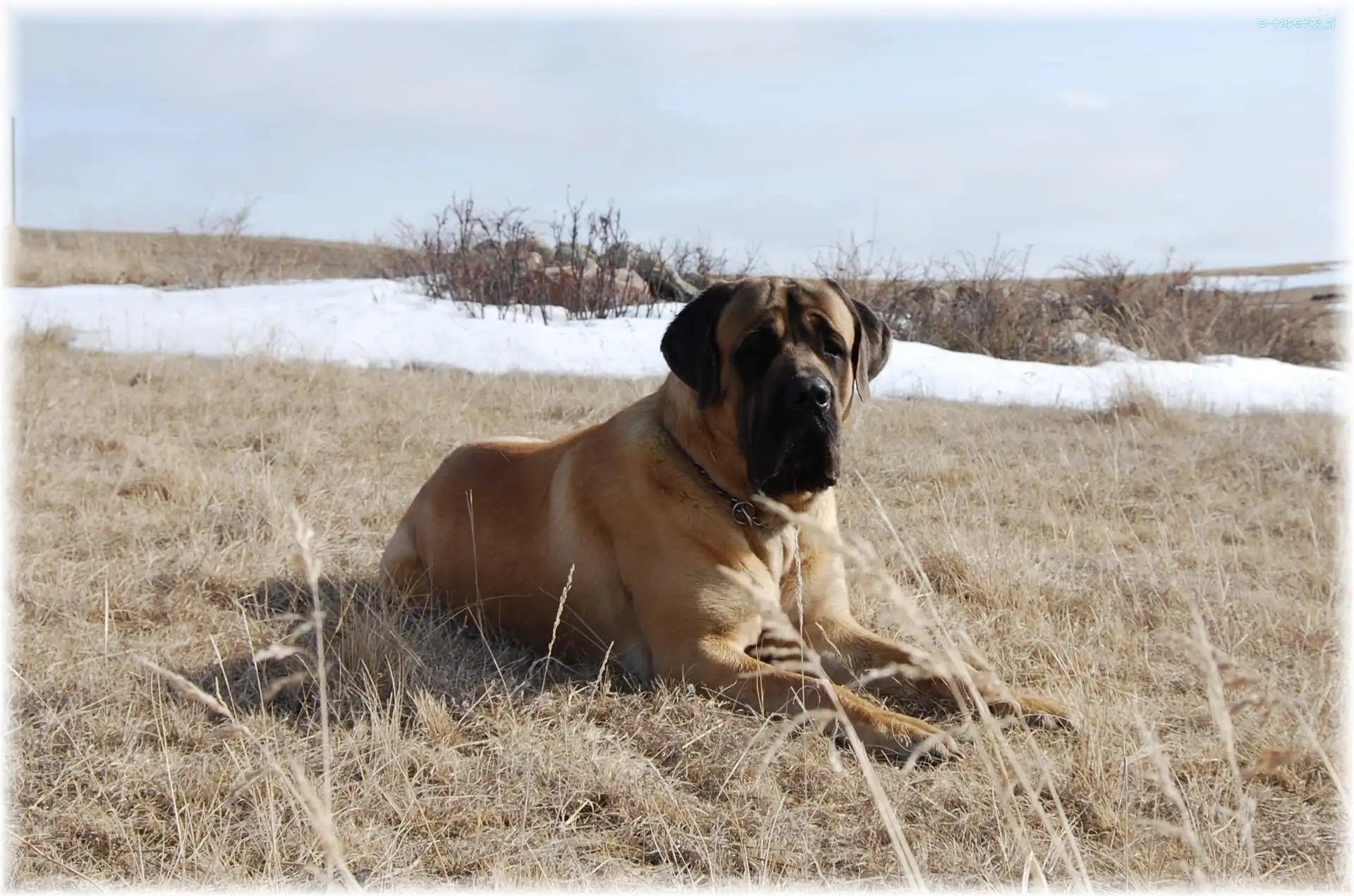 łąka, Mastiff, Mastif angielski