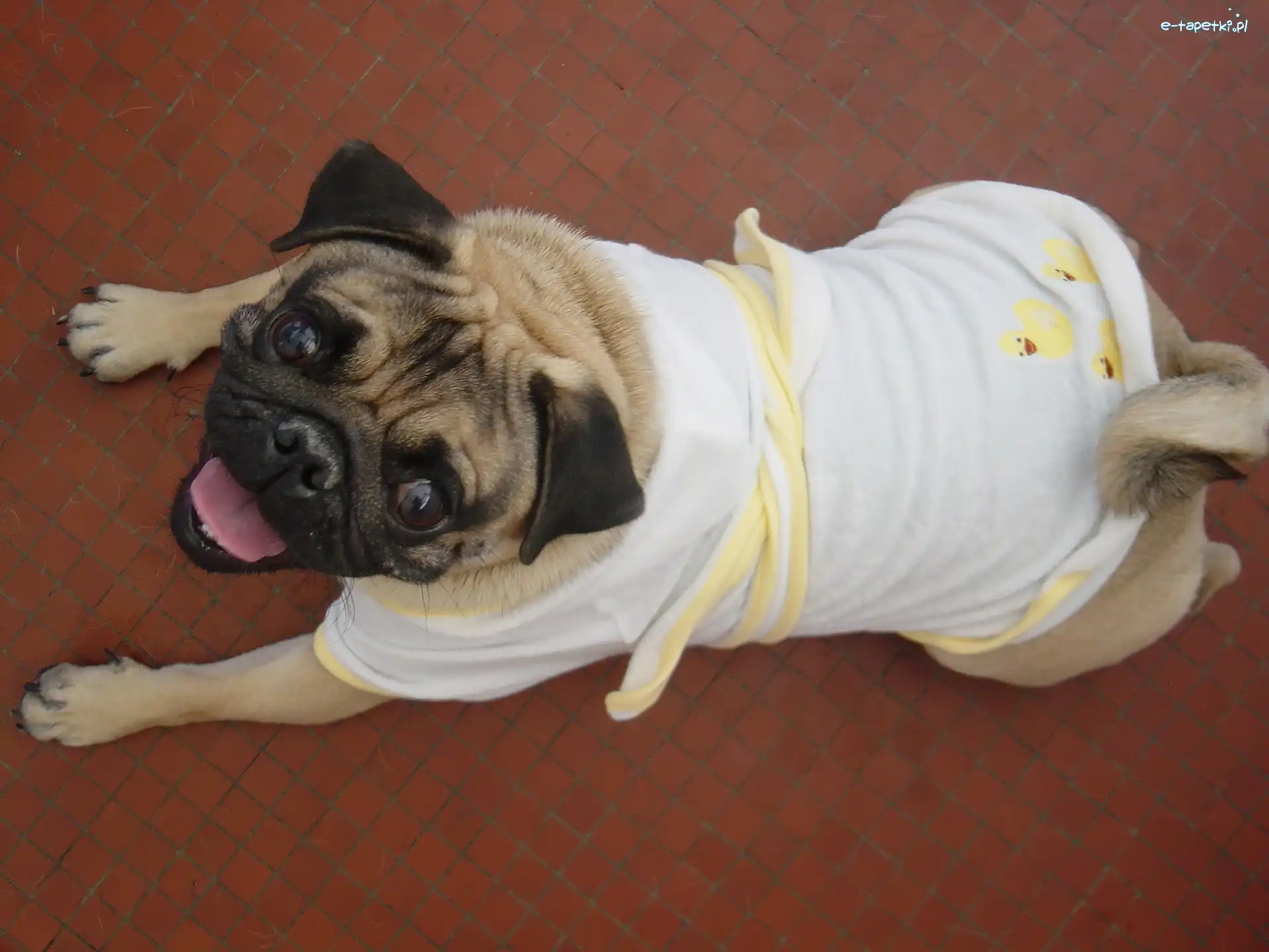 Mops