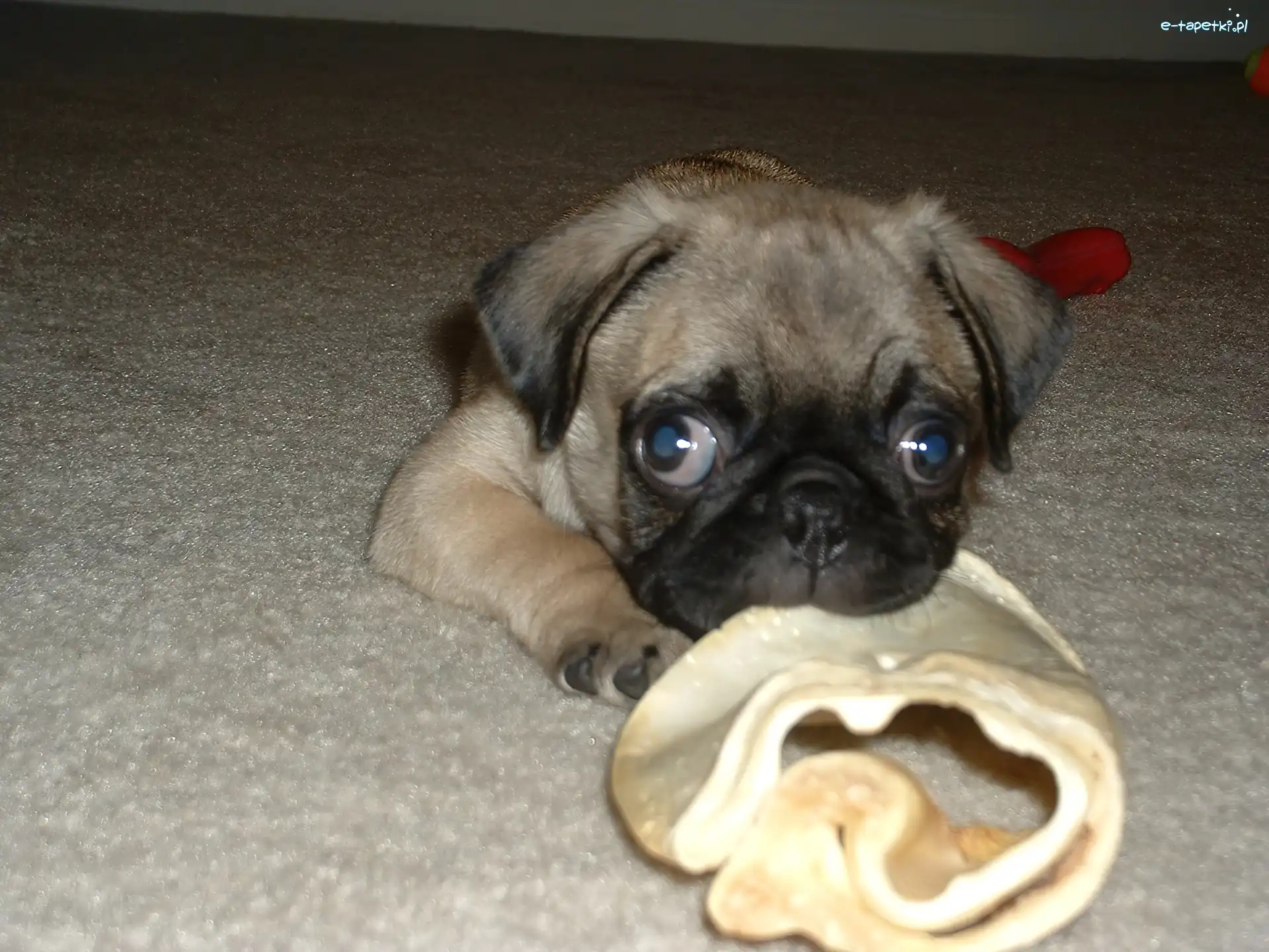 Mops
