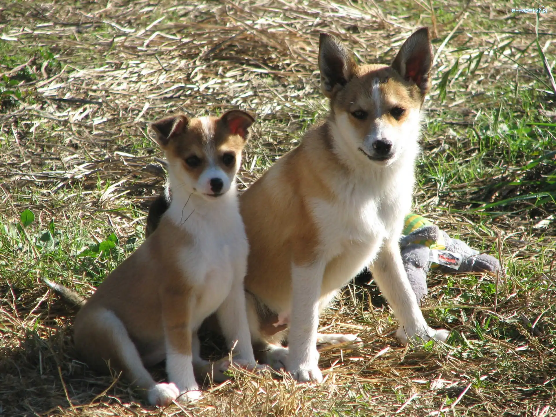 Norsk Lundehund, Dwa