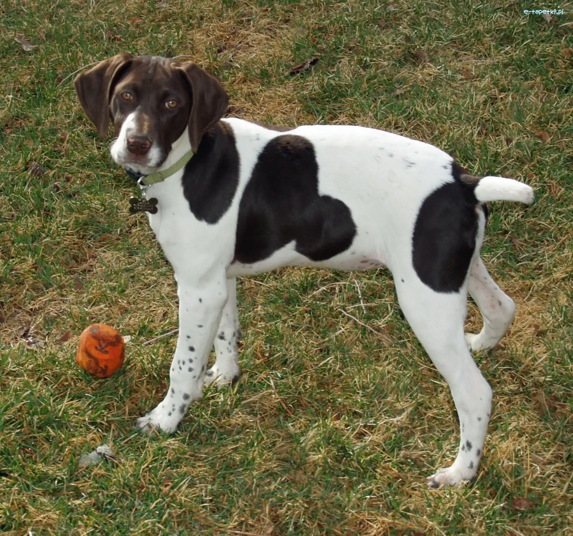 łaty, Pointer