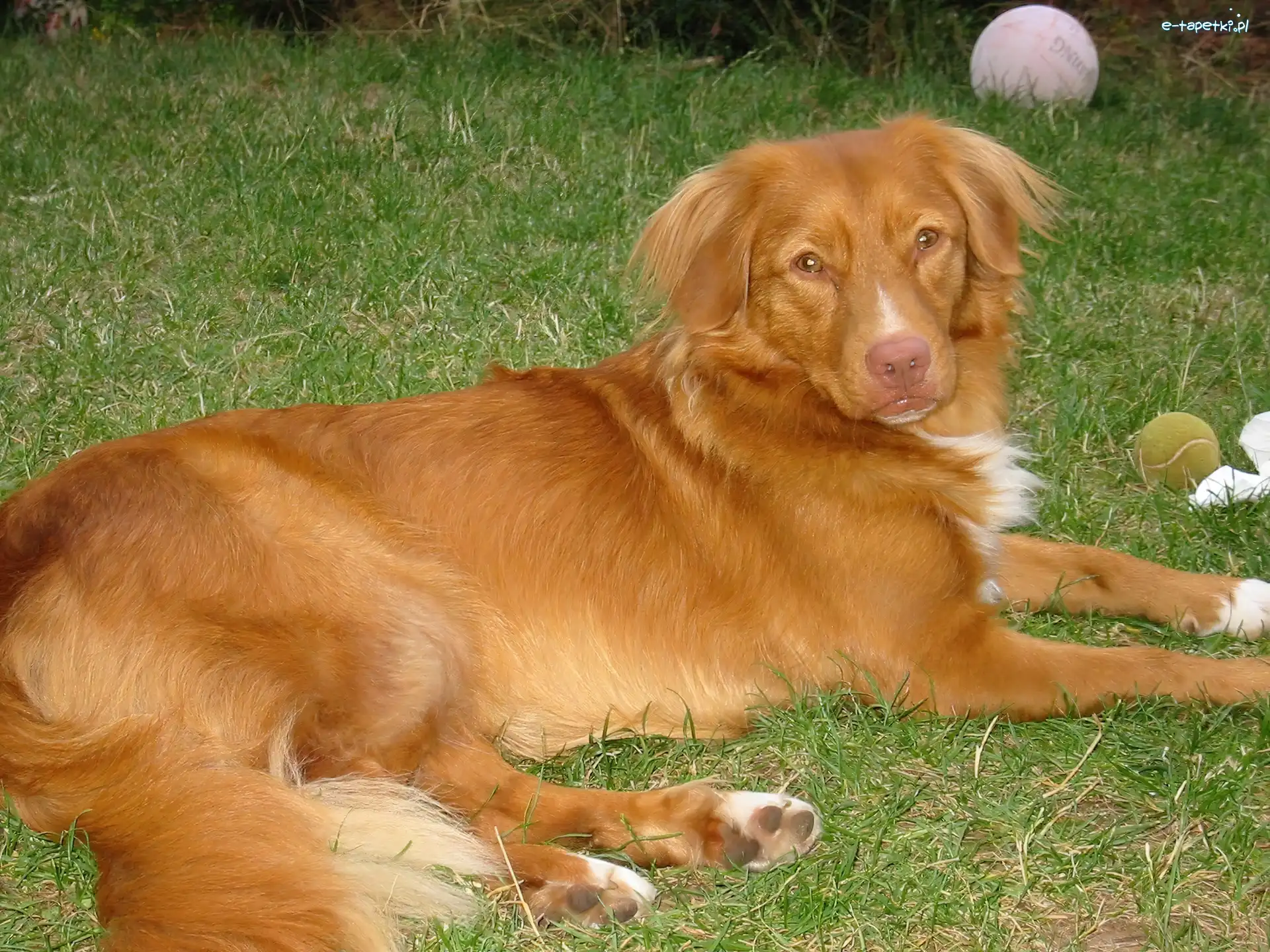 piłki, Retriever z Nowej Szkocji