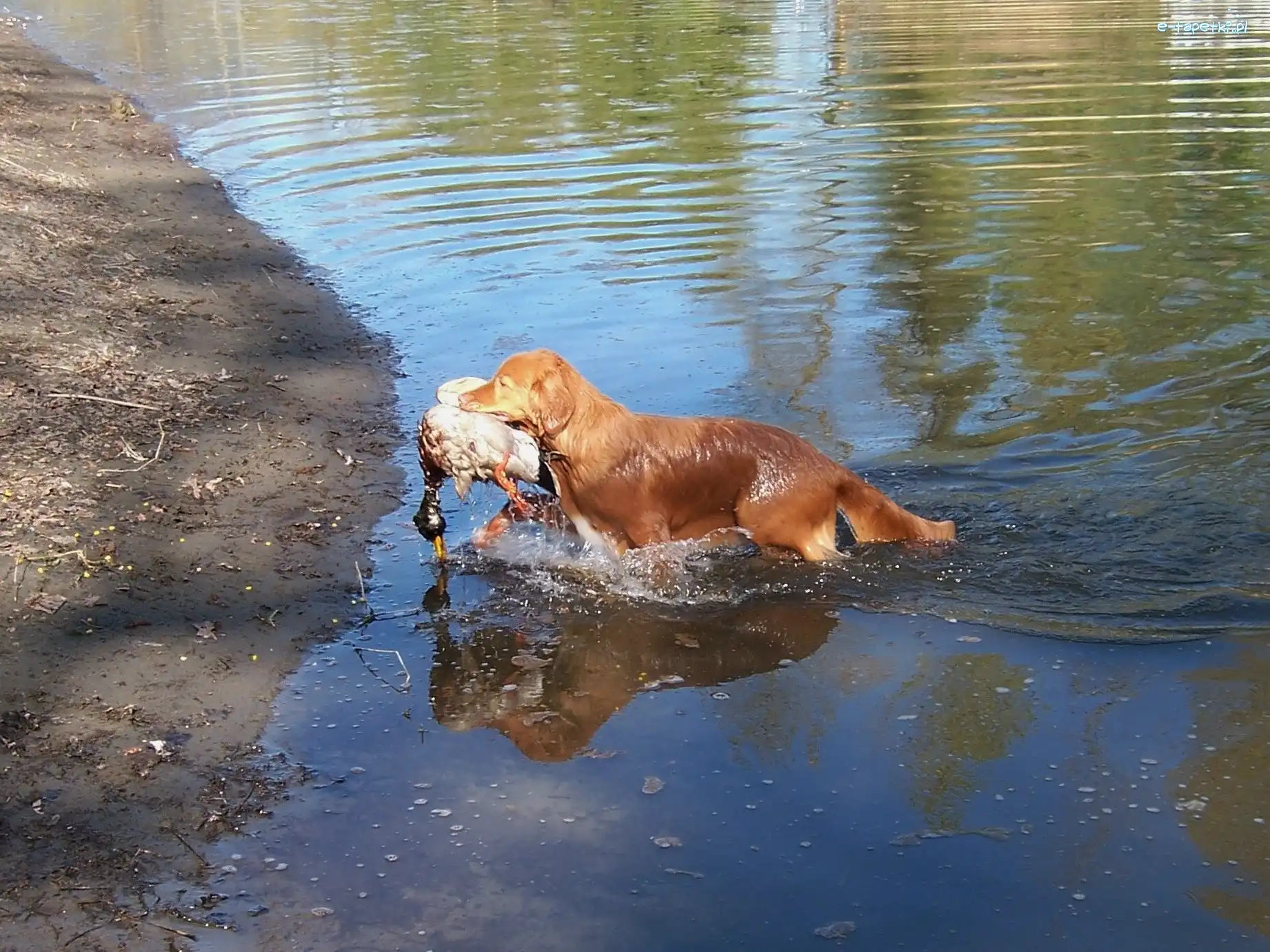 kaczka, Retriever z Nowej Szkocji