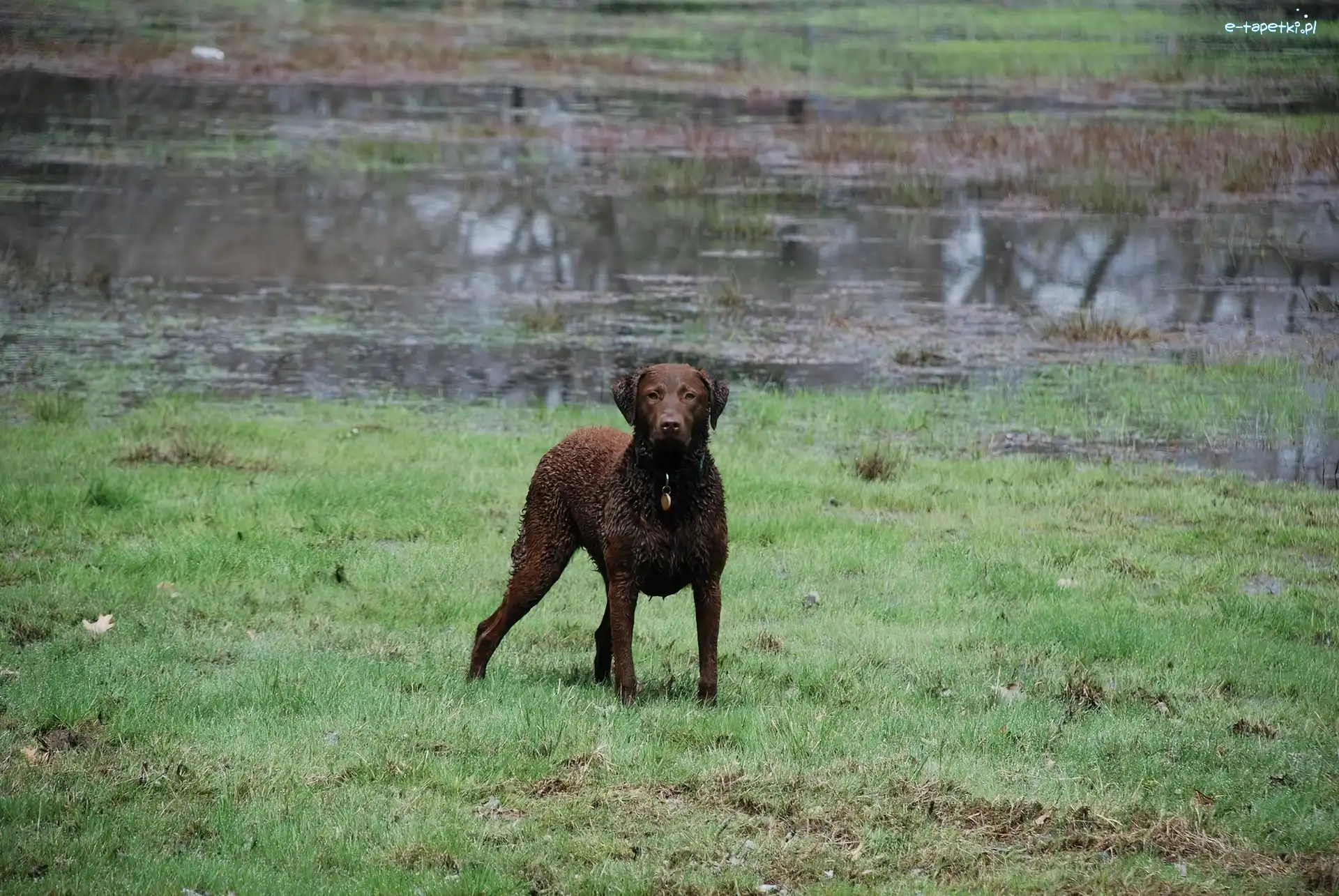 Chesapeake Bay retriever, Mokry