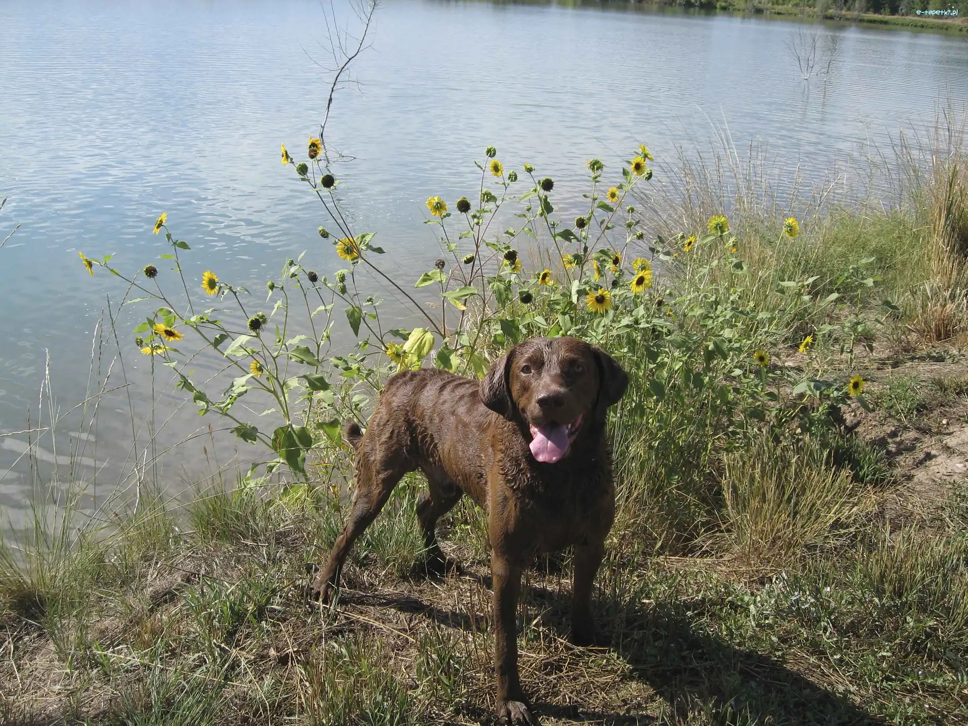 woda, Chesapeake Bay retriever