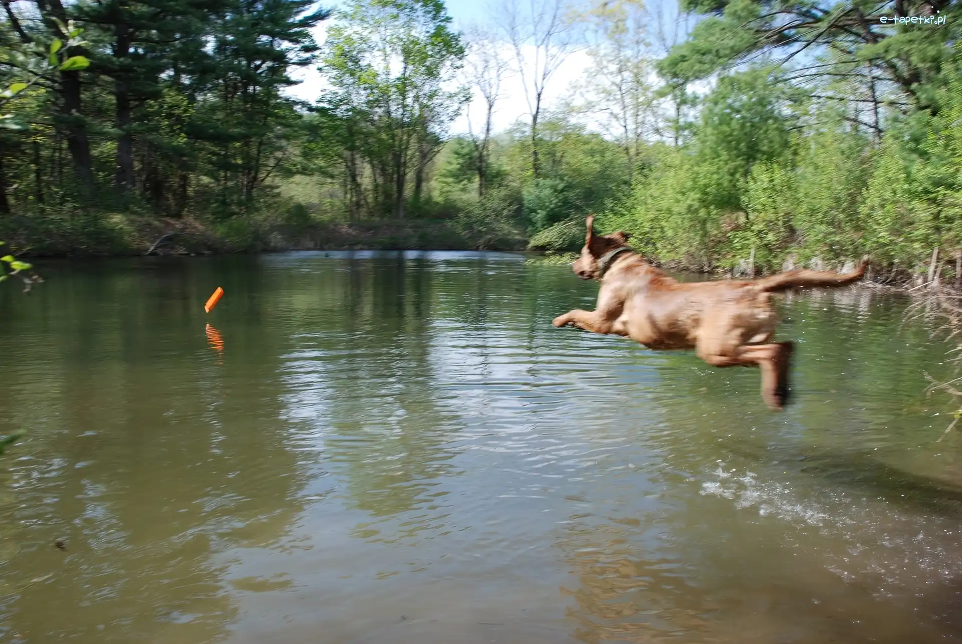Chesapeake Bay retriever, Aportujący