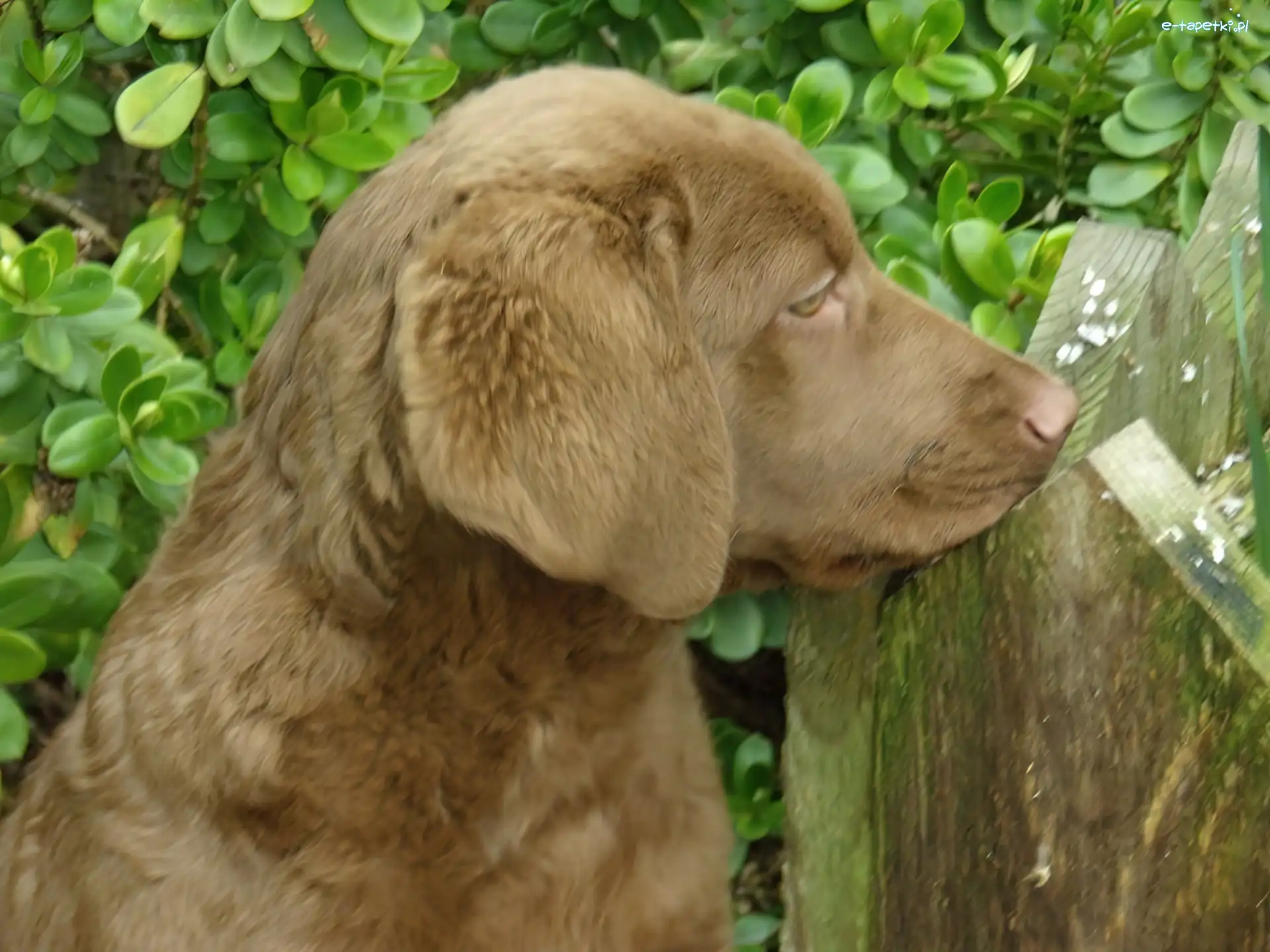 Szczeniak, Chesapeake Bay retriever