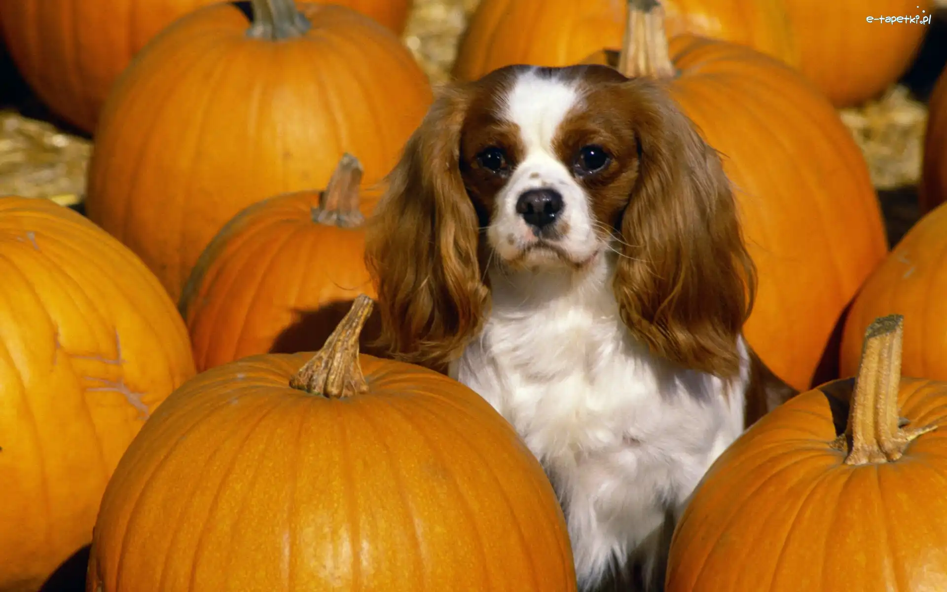 dynie, King Charles Spaniel