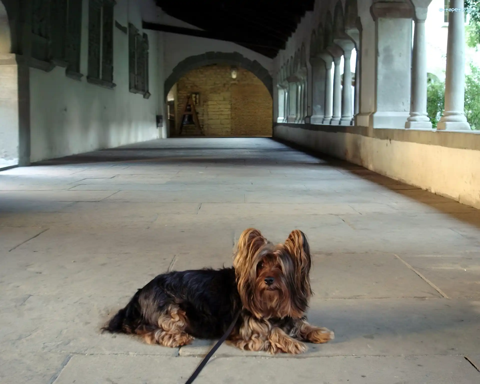 smycz, Australian Silky Terrier, Leżący
