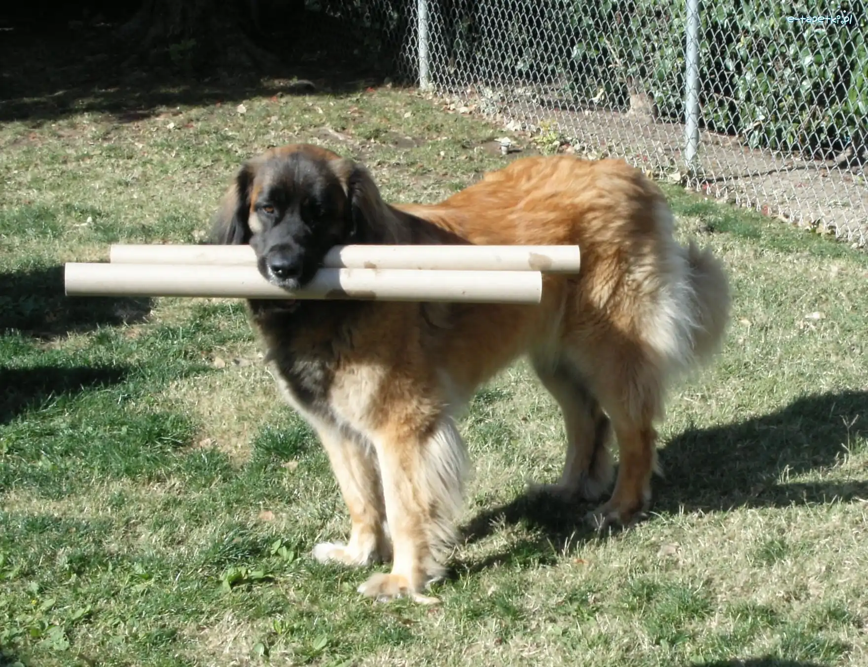 Leonberger, Aportujący
