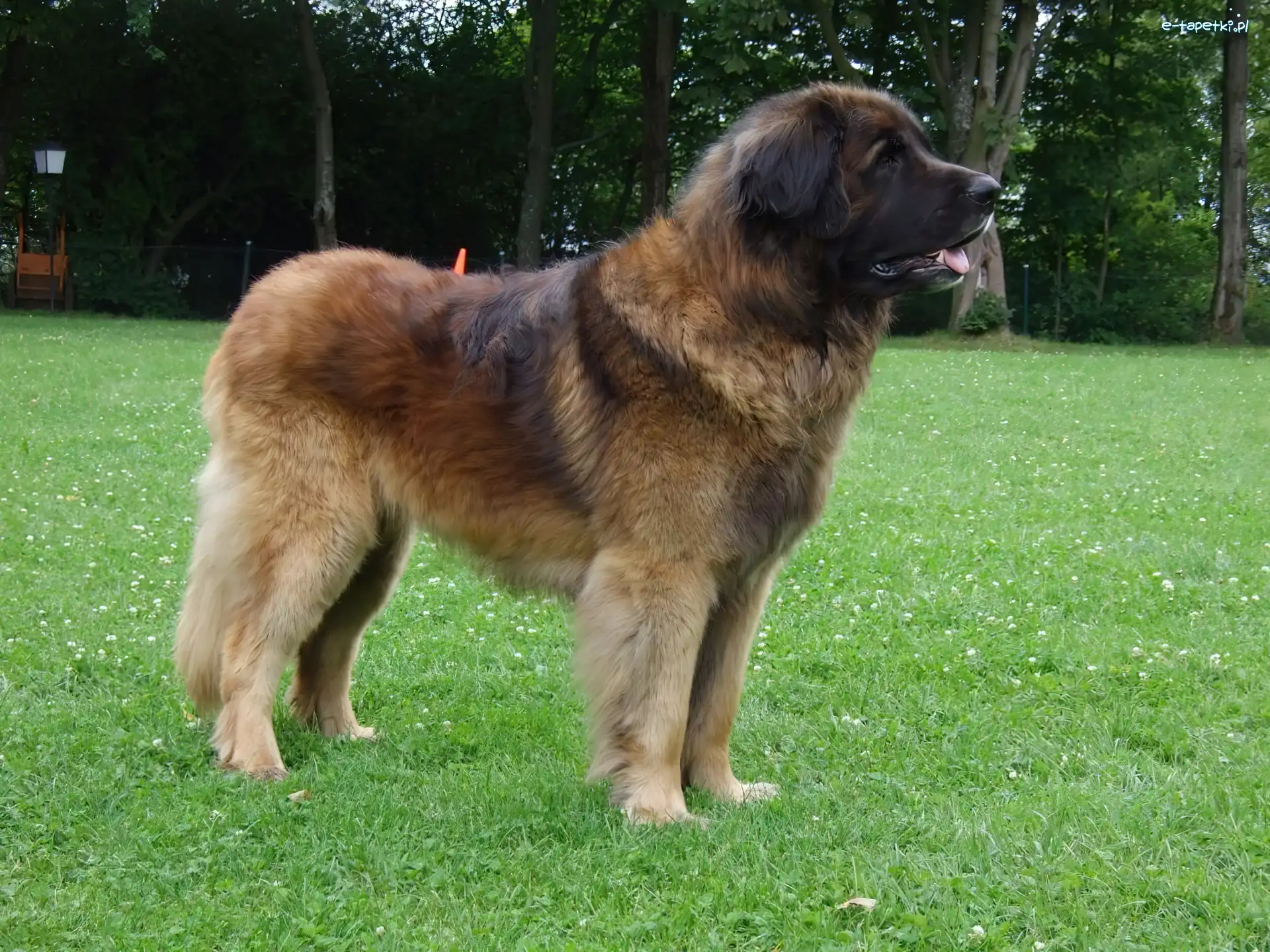trawa, zielona, Leonberger