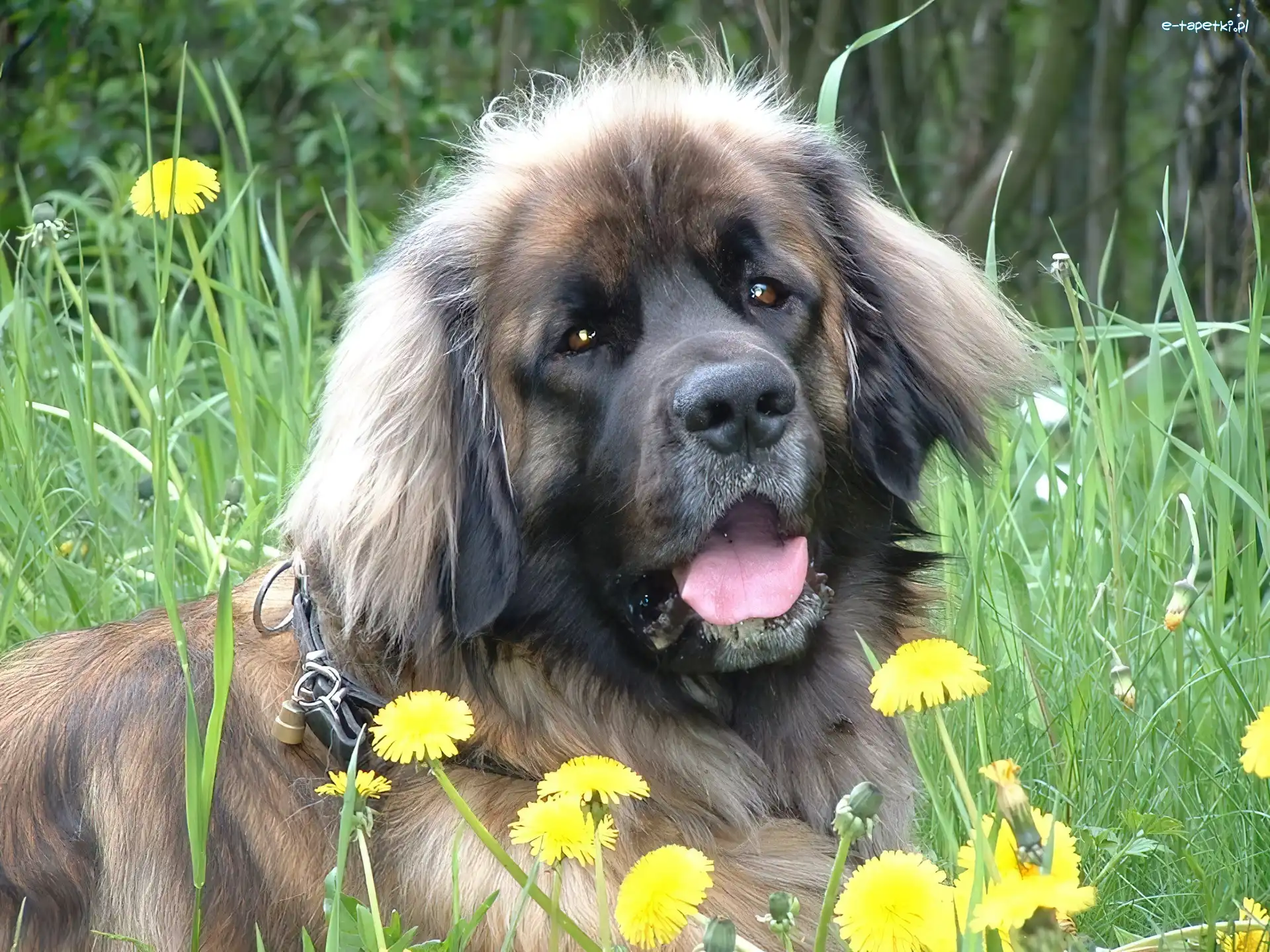 kwiatki, żółte, Leonberger