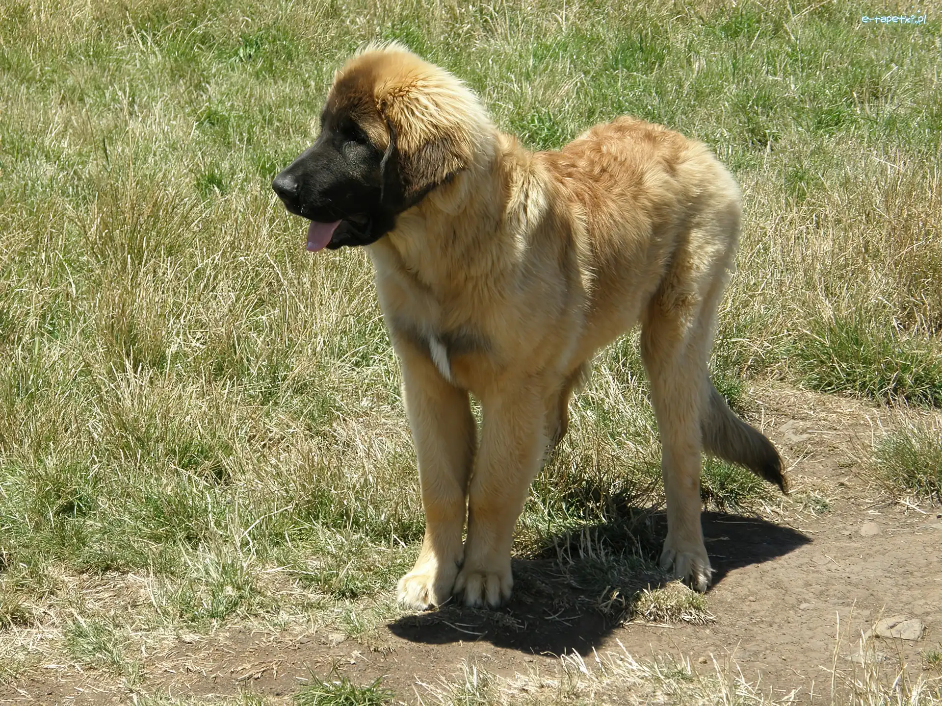 Leonberger, Szczeniak