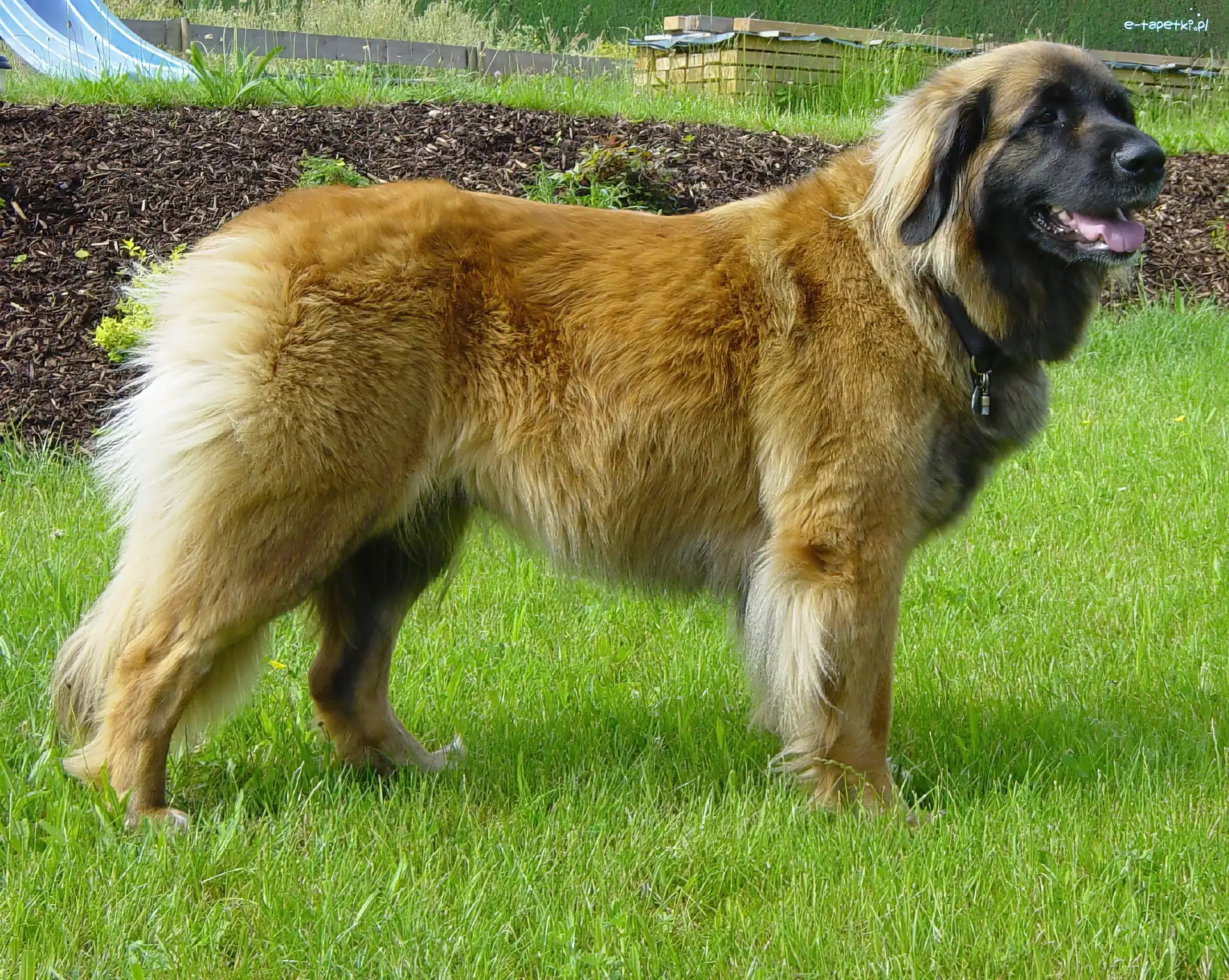 trawa, soczysta, Leonberger