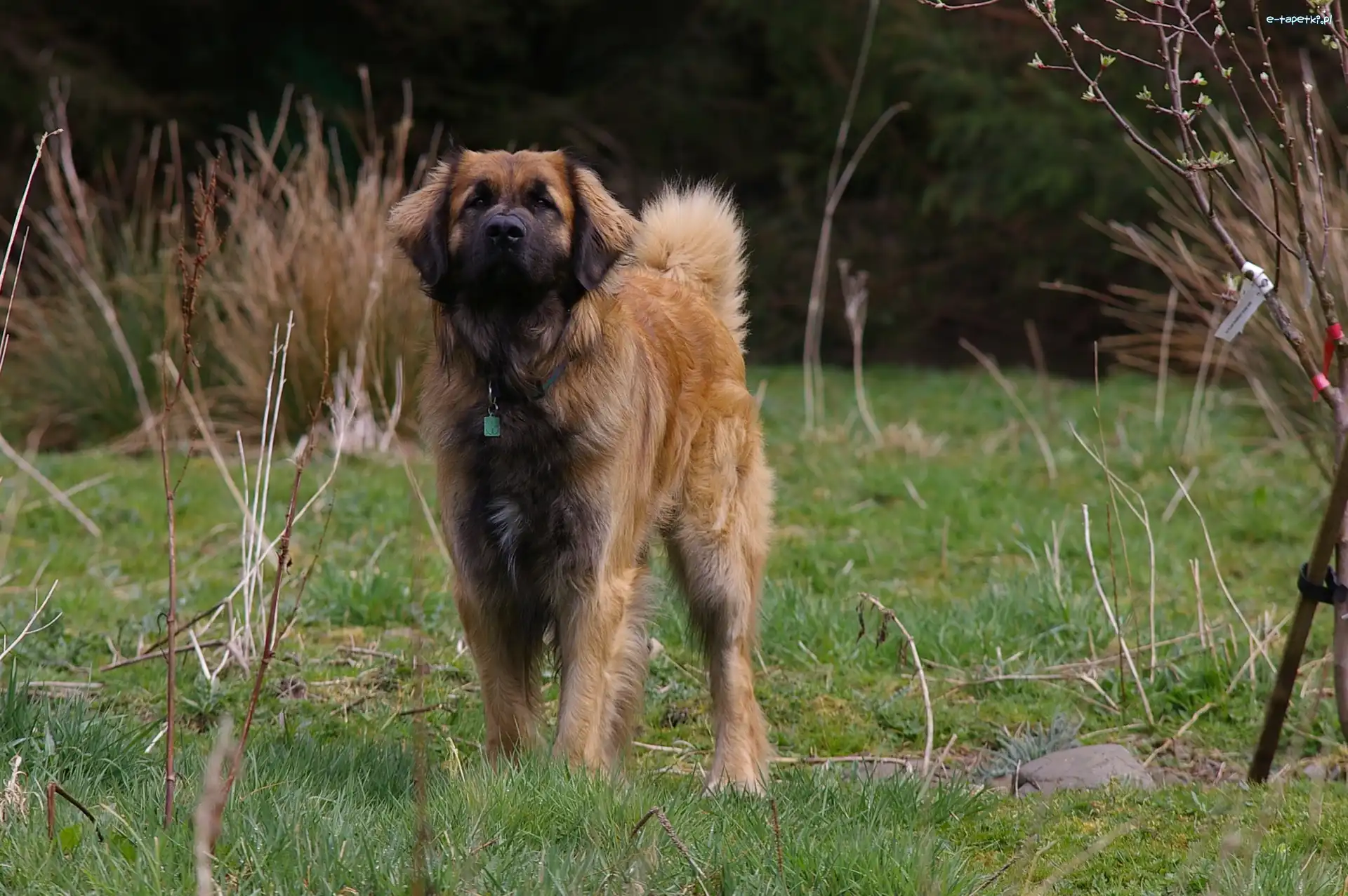 krzaki, Leonberger