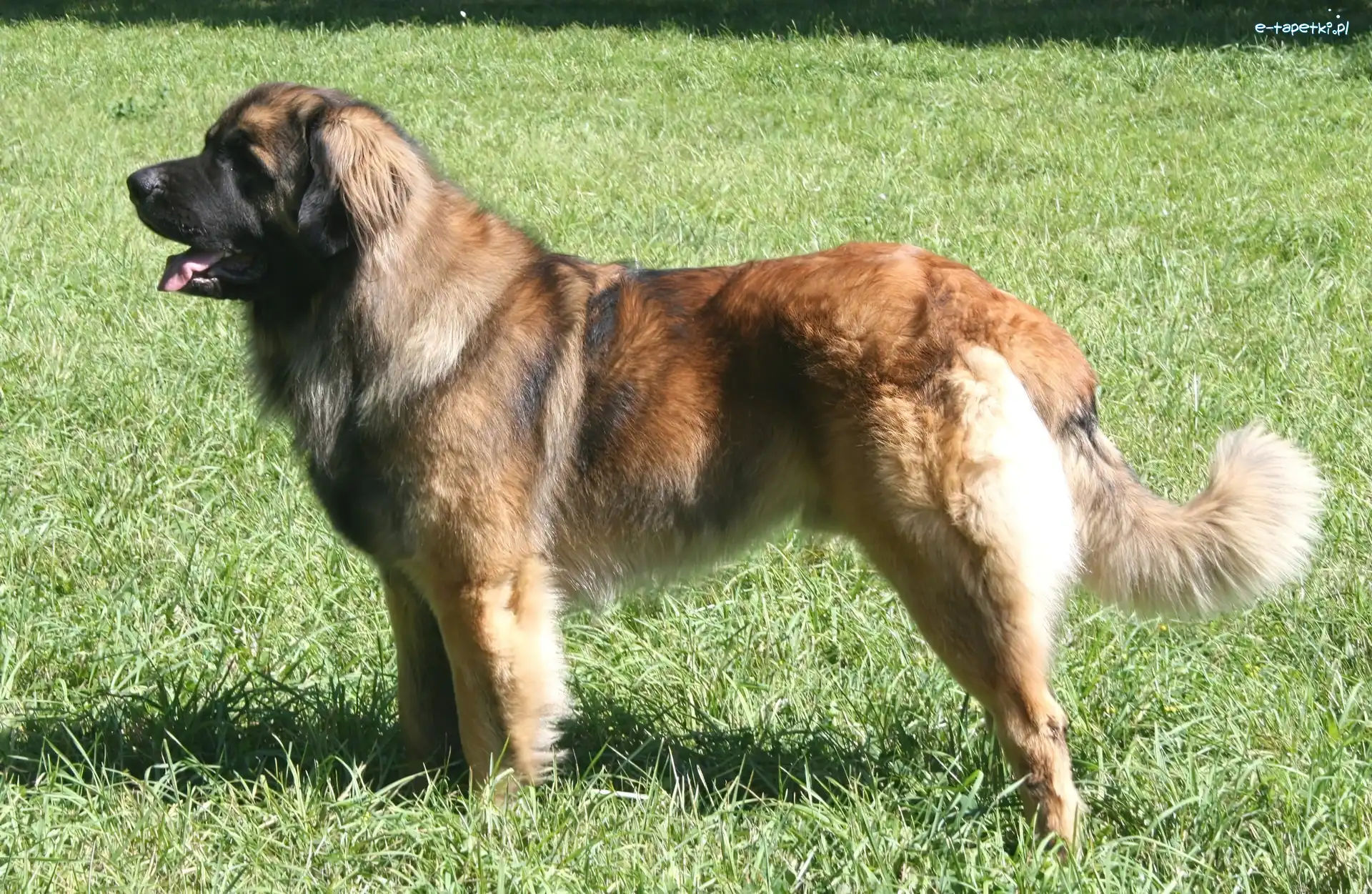trawa, Leonberger