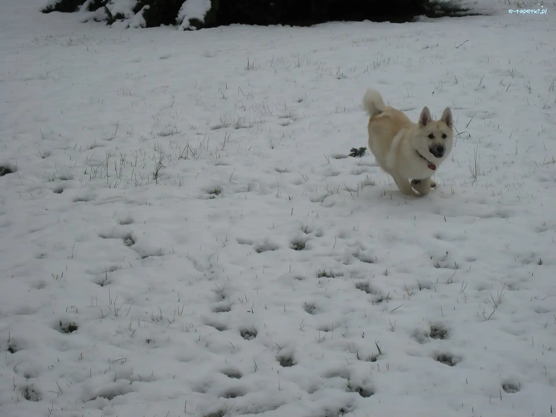 śnieg, Norsk Buhund
