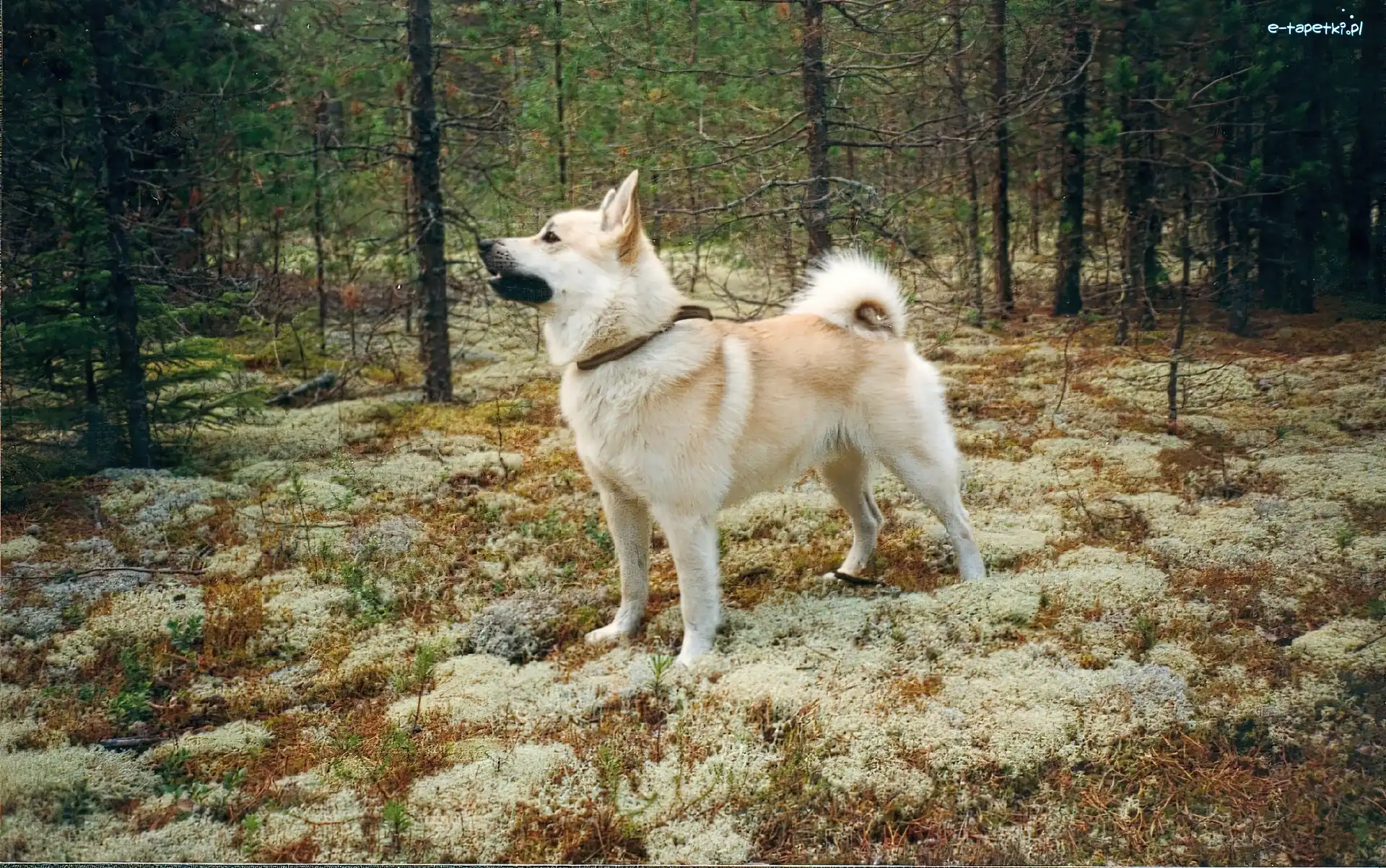 las, Norsk Buhund