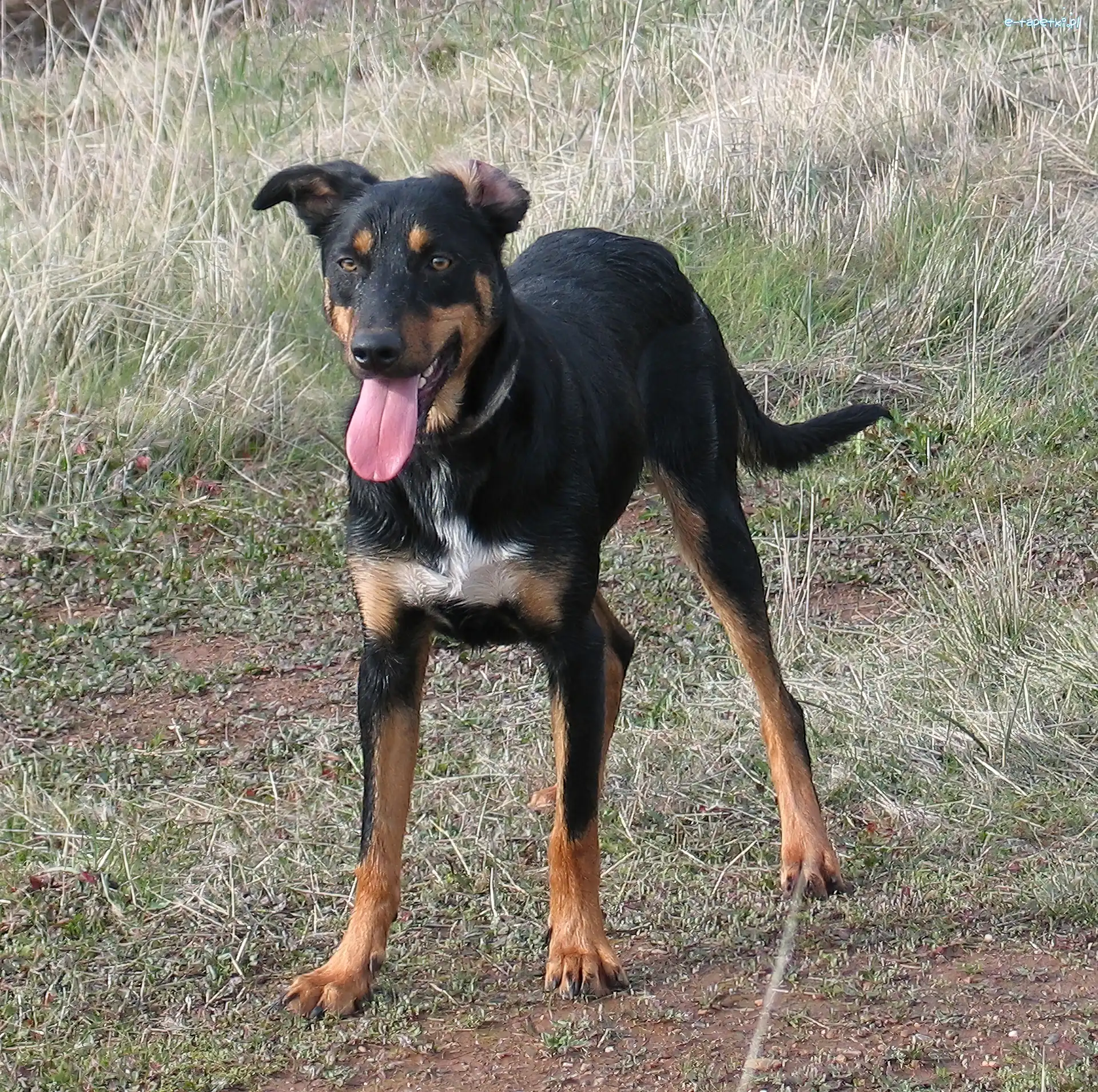 czarne, umaszczenie, podpalane, Kelpie
