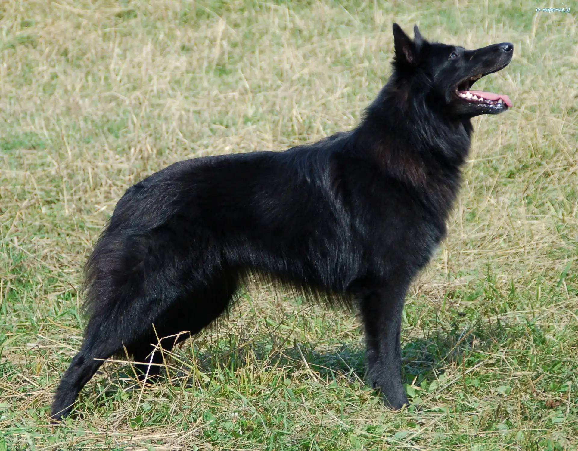 Owczarek belgijski Groenendael, Czarny