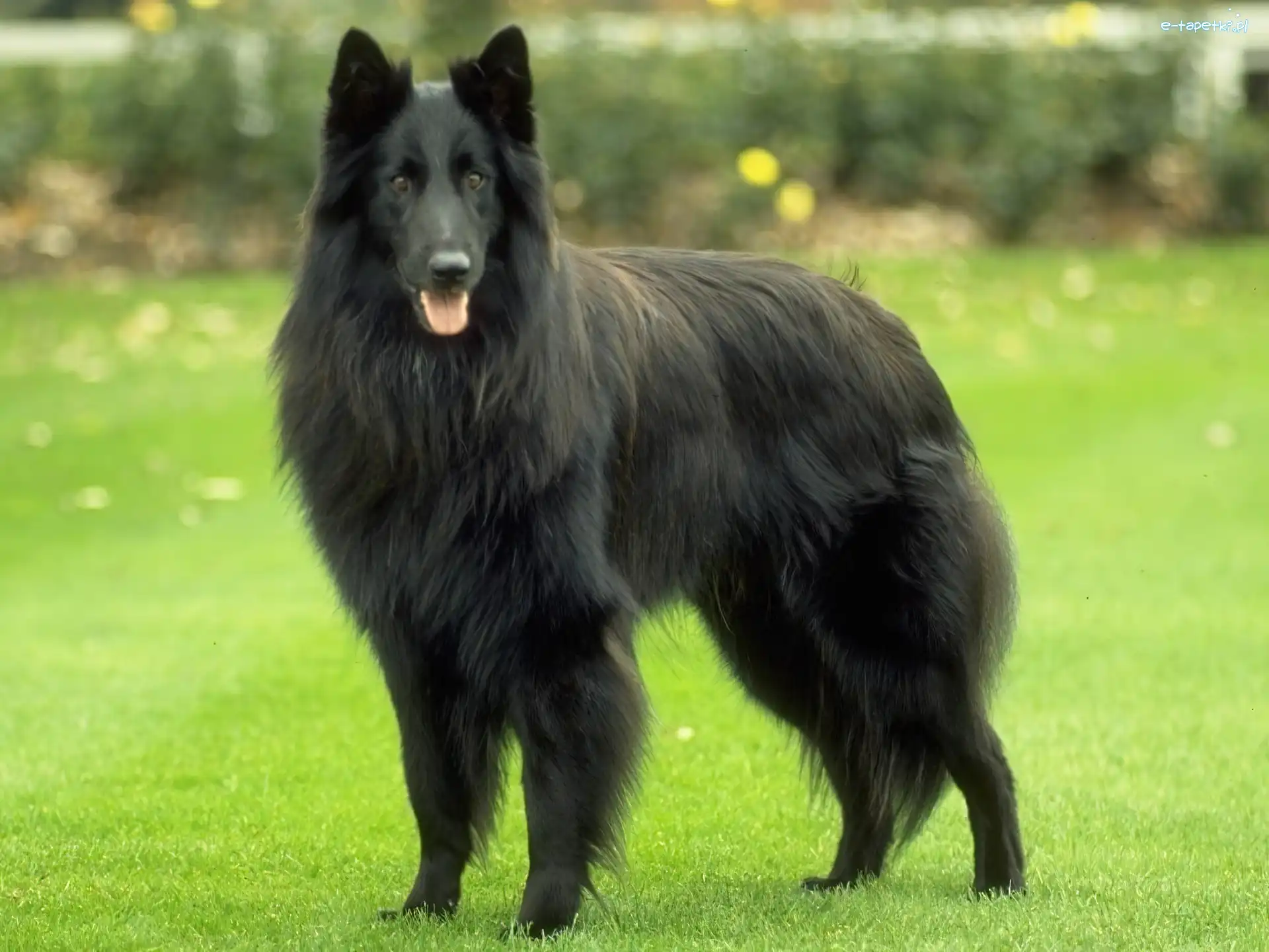 Owczarek belgijski Groenendael, duży, Piękny