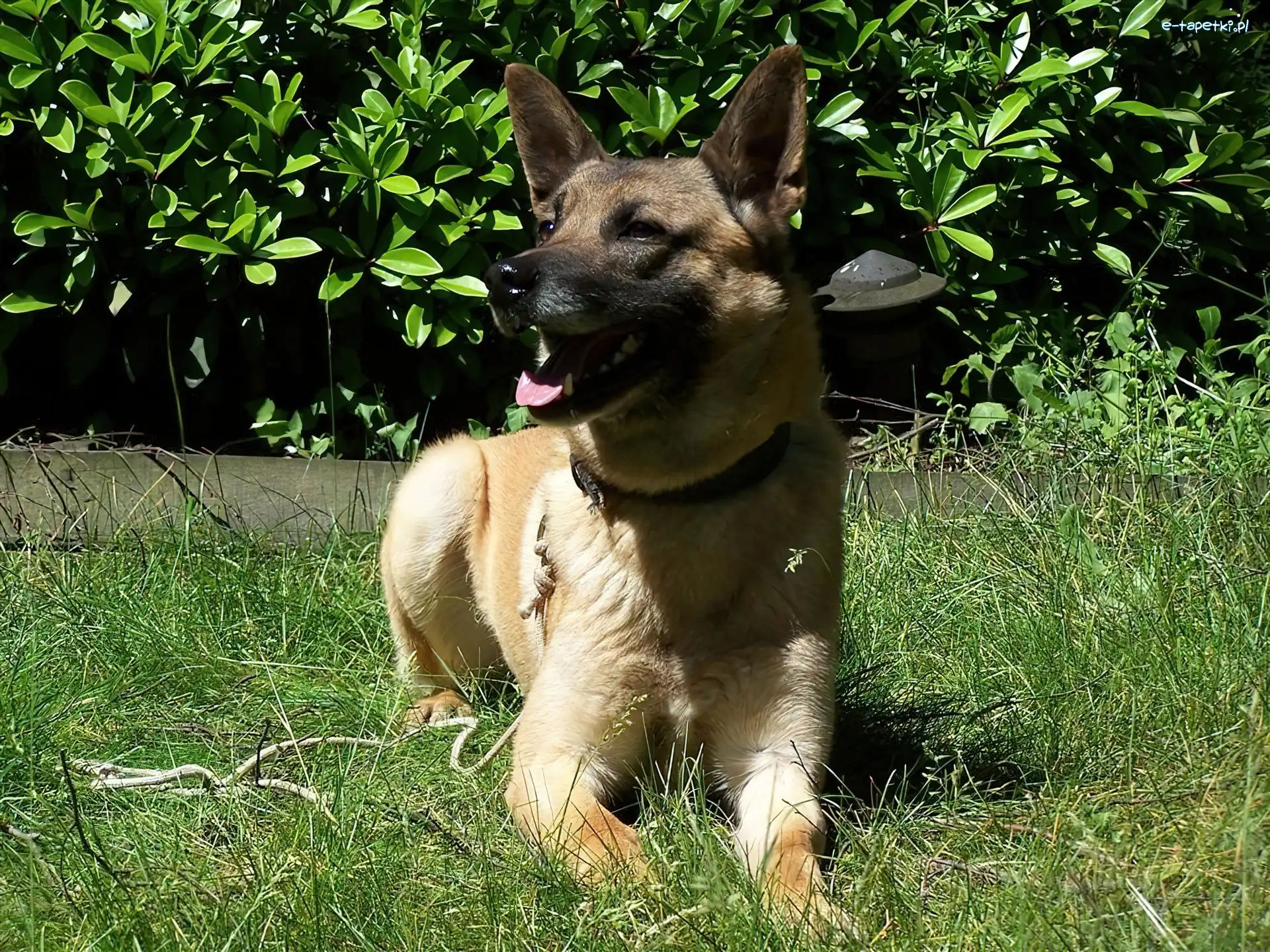 Owczarka belgijskiego Malinois, Pysk