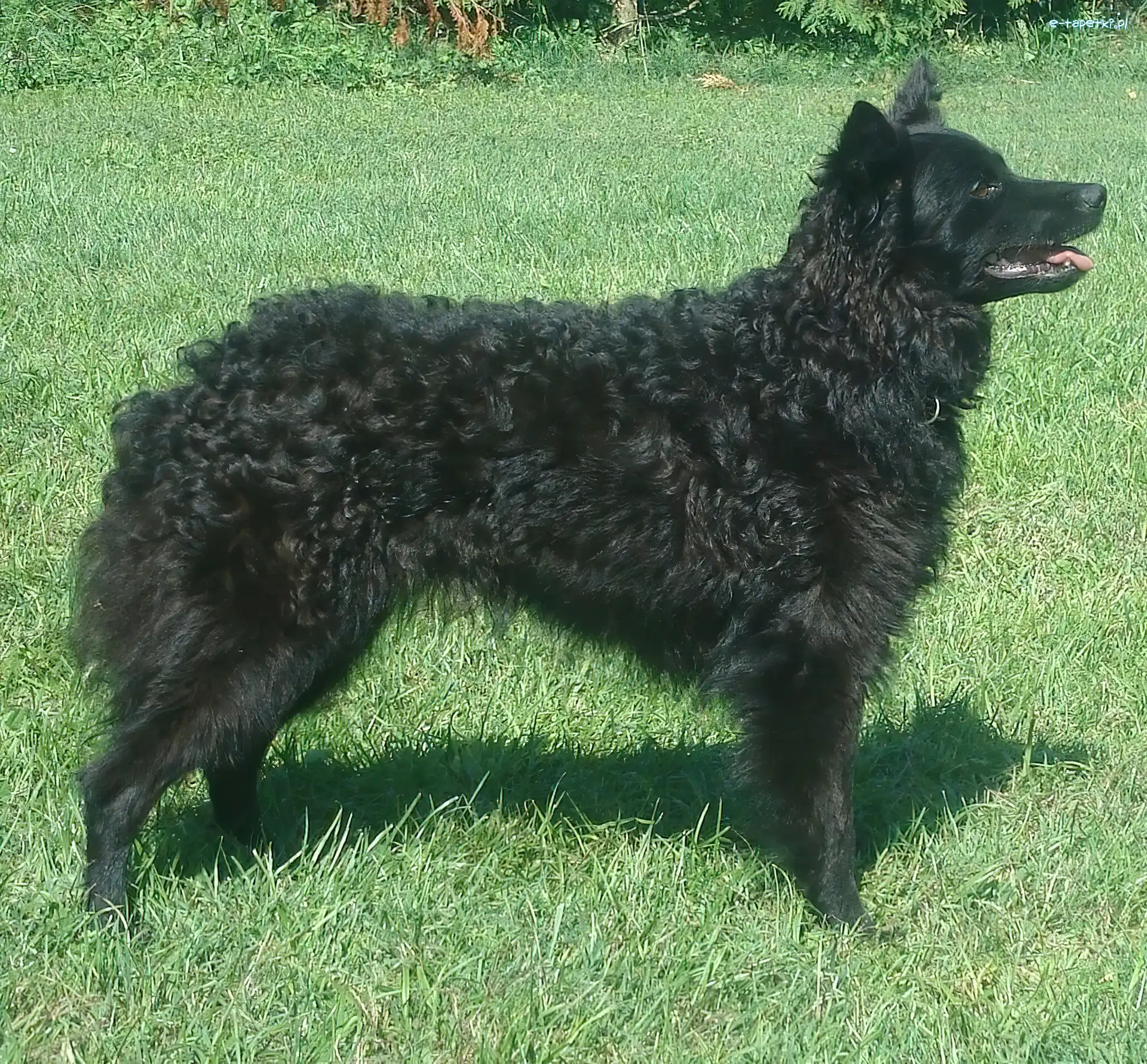Owczarek chorwacki