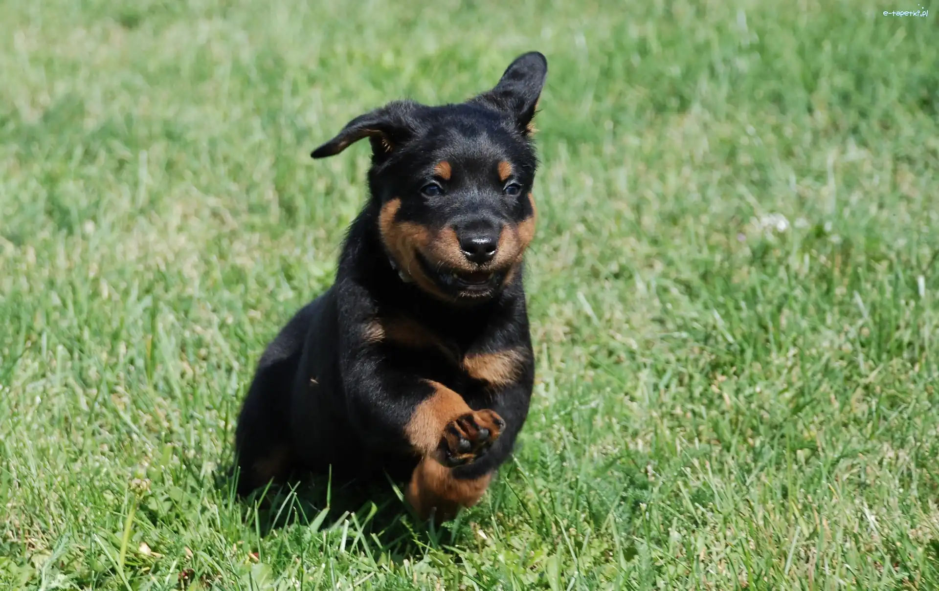 Owczarek francuski Beauceron, Biegnący